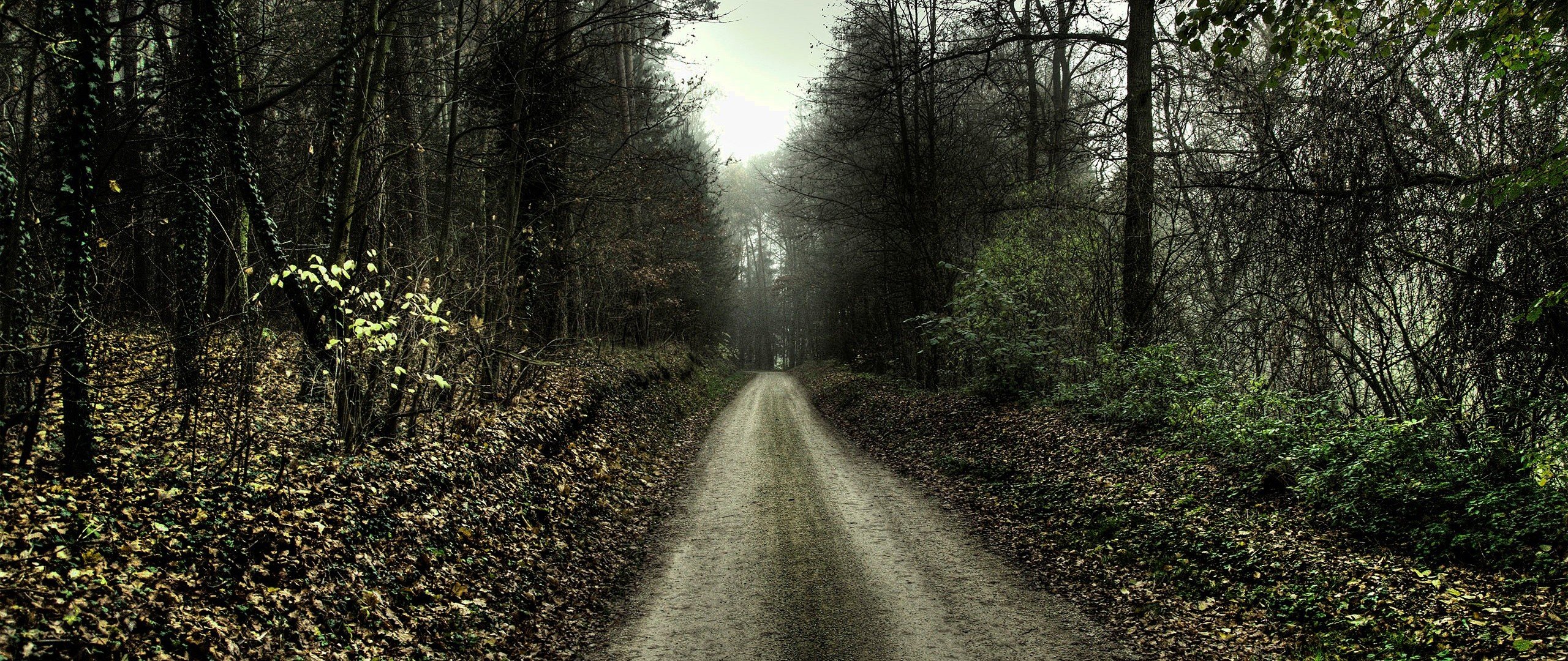 Spooky Forest Backgrounds - HD Wallpaper 