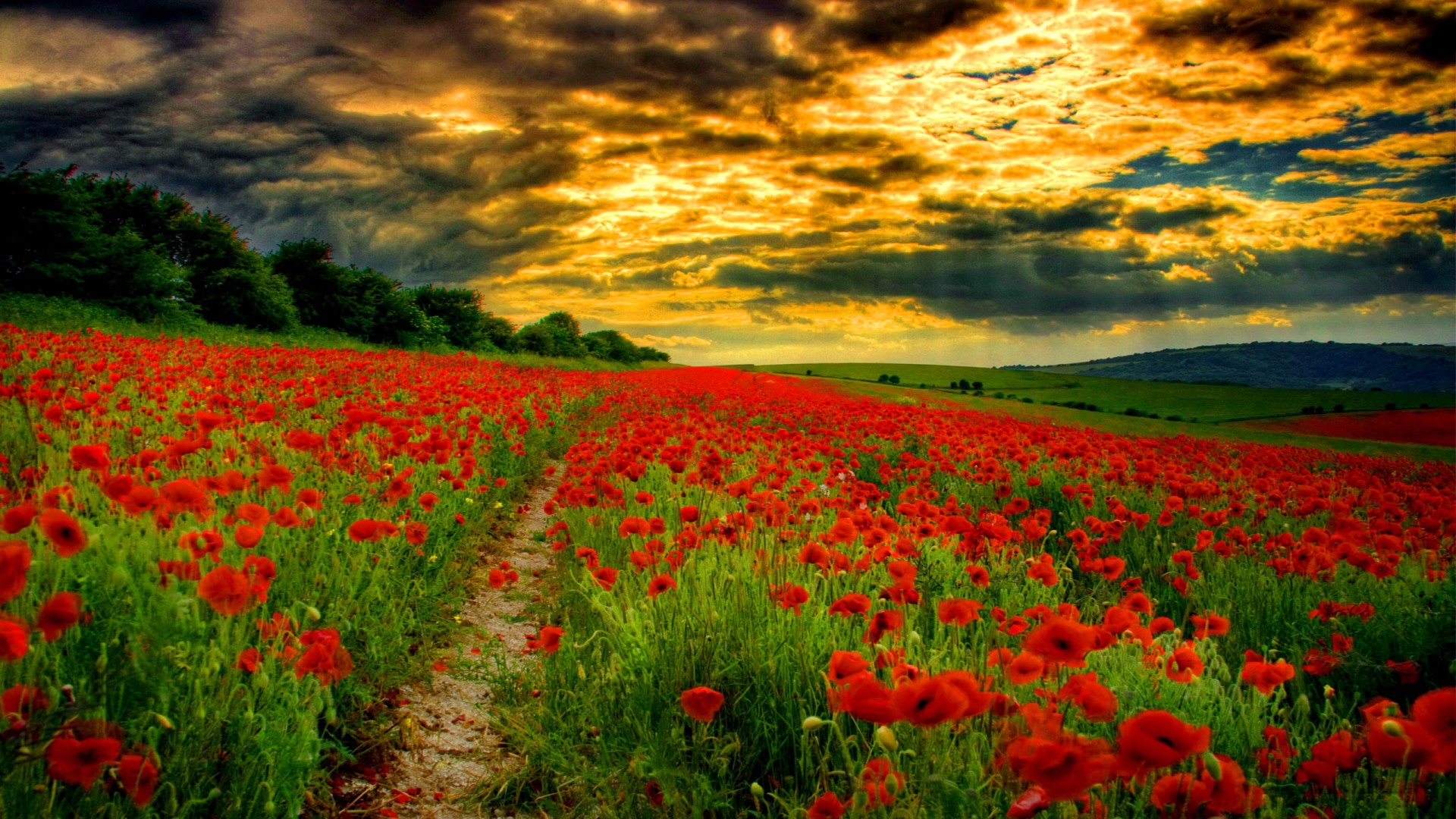 Poppy Field With Path - HD Wallpaper 