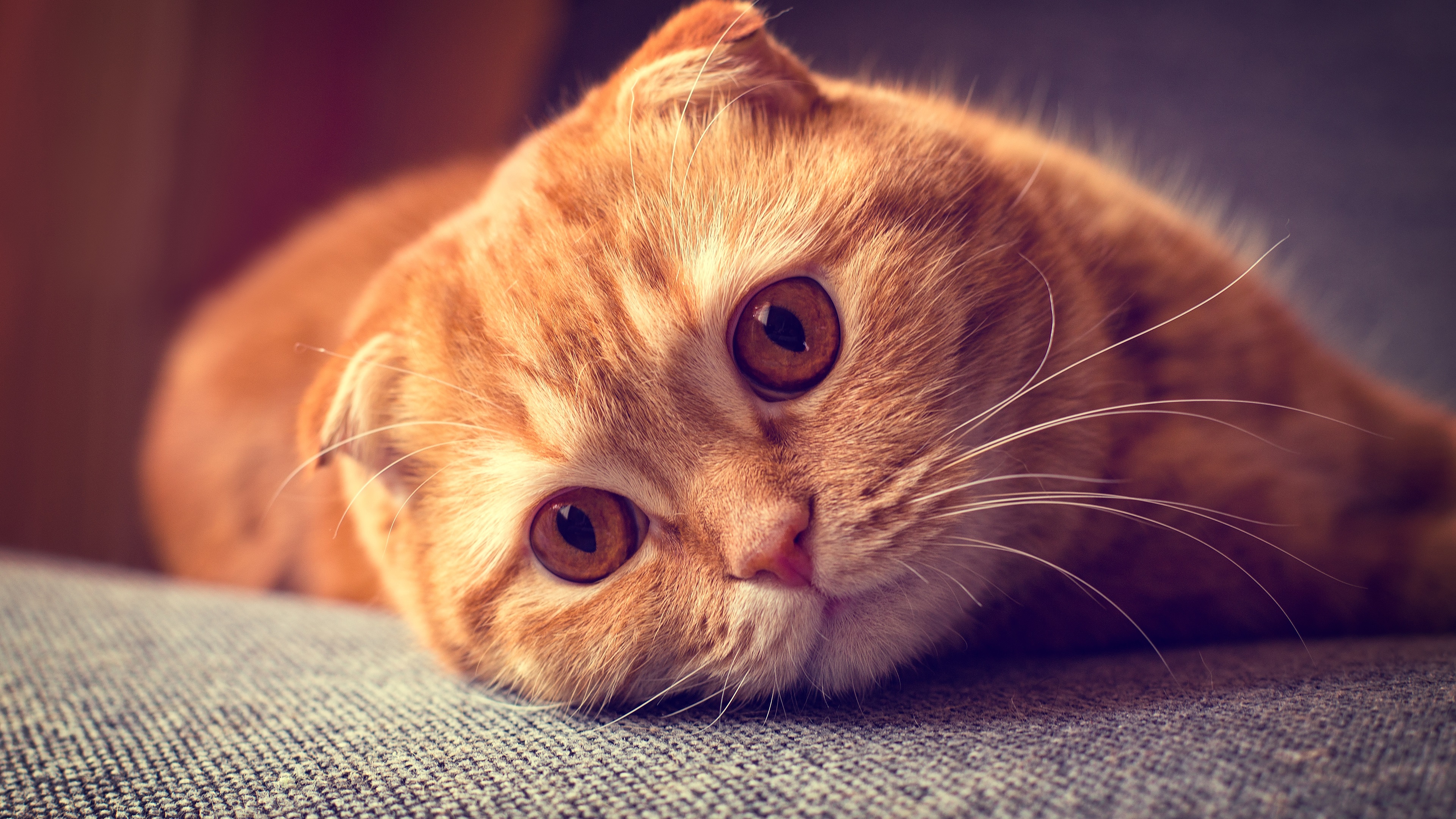 Wallpaper Scottish Fold Cat, Portrait, Want To Sleep - Scottish Fold Cat Orange - HD Wallpaper 