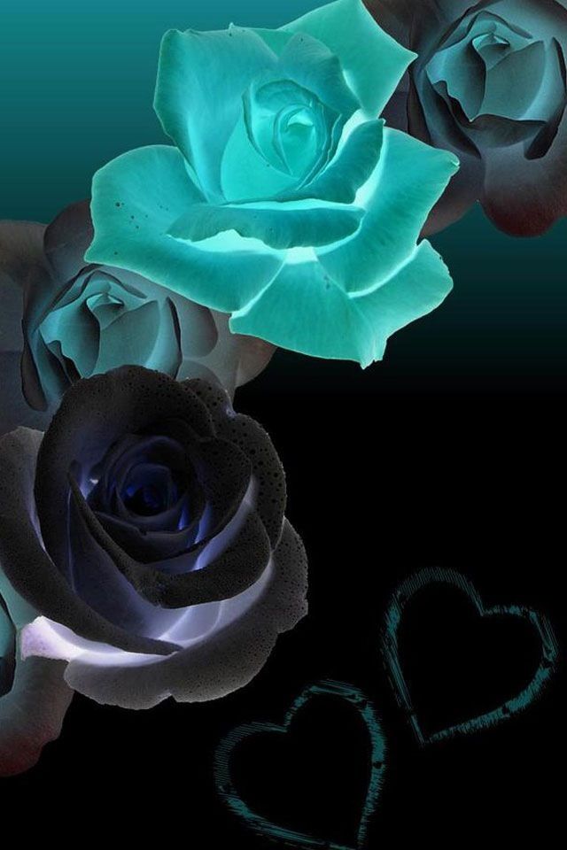 Black And Teal Roses - 640x960 Wallpaper 
