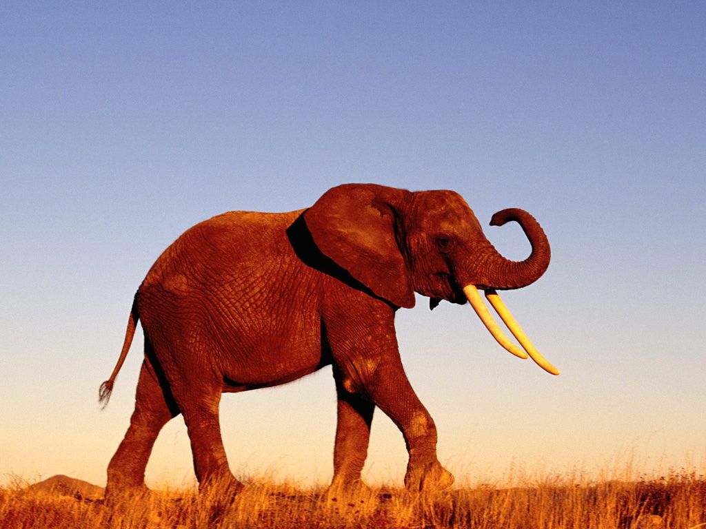 Elephant Wallpapers Hd Pictures One Hd Wallpaper Pictures - Elephant Photo Full Hd - HD Wallpaper 