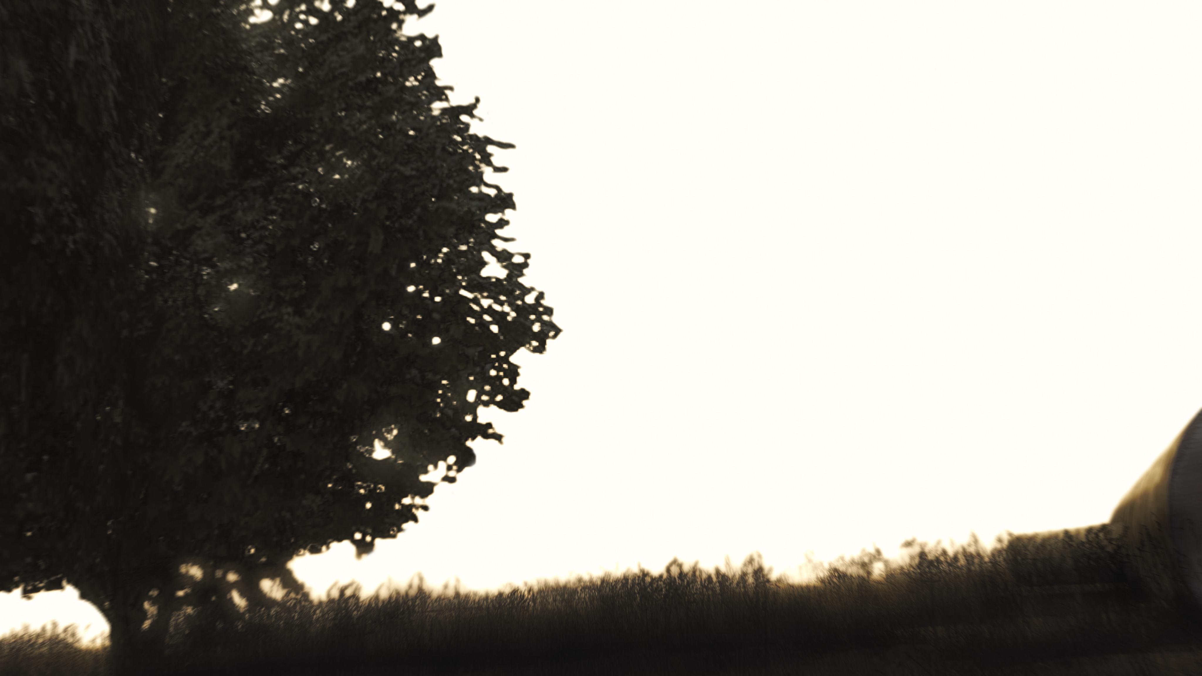 Qsiljzj - Spruce - HD Wallpaper 