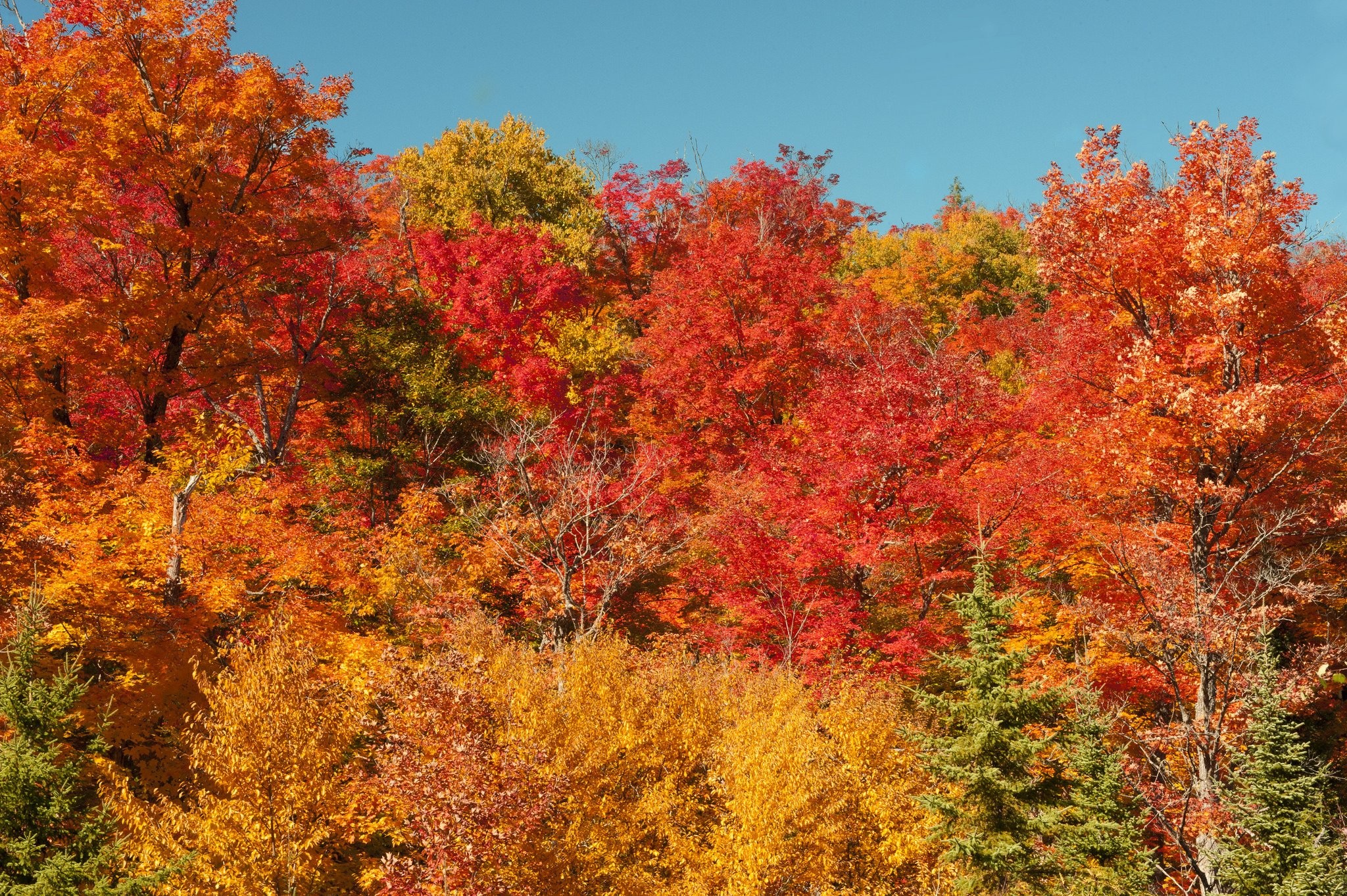 Algonquin, Autumn, Provincial, Free Stock Photos, Landscape, - Autumn - HD Wallpaper 