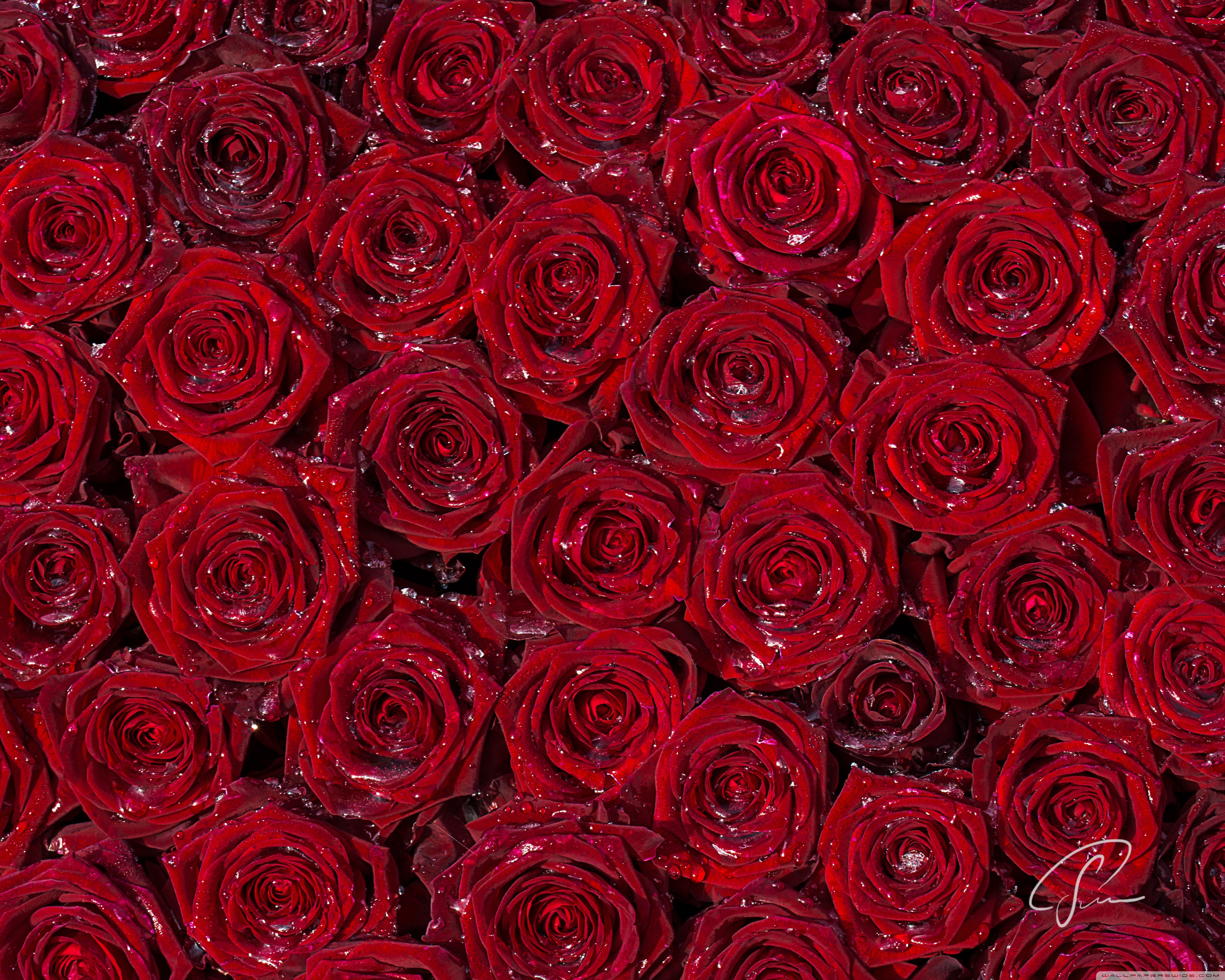 Roses Background - HD Wallpaper 