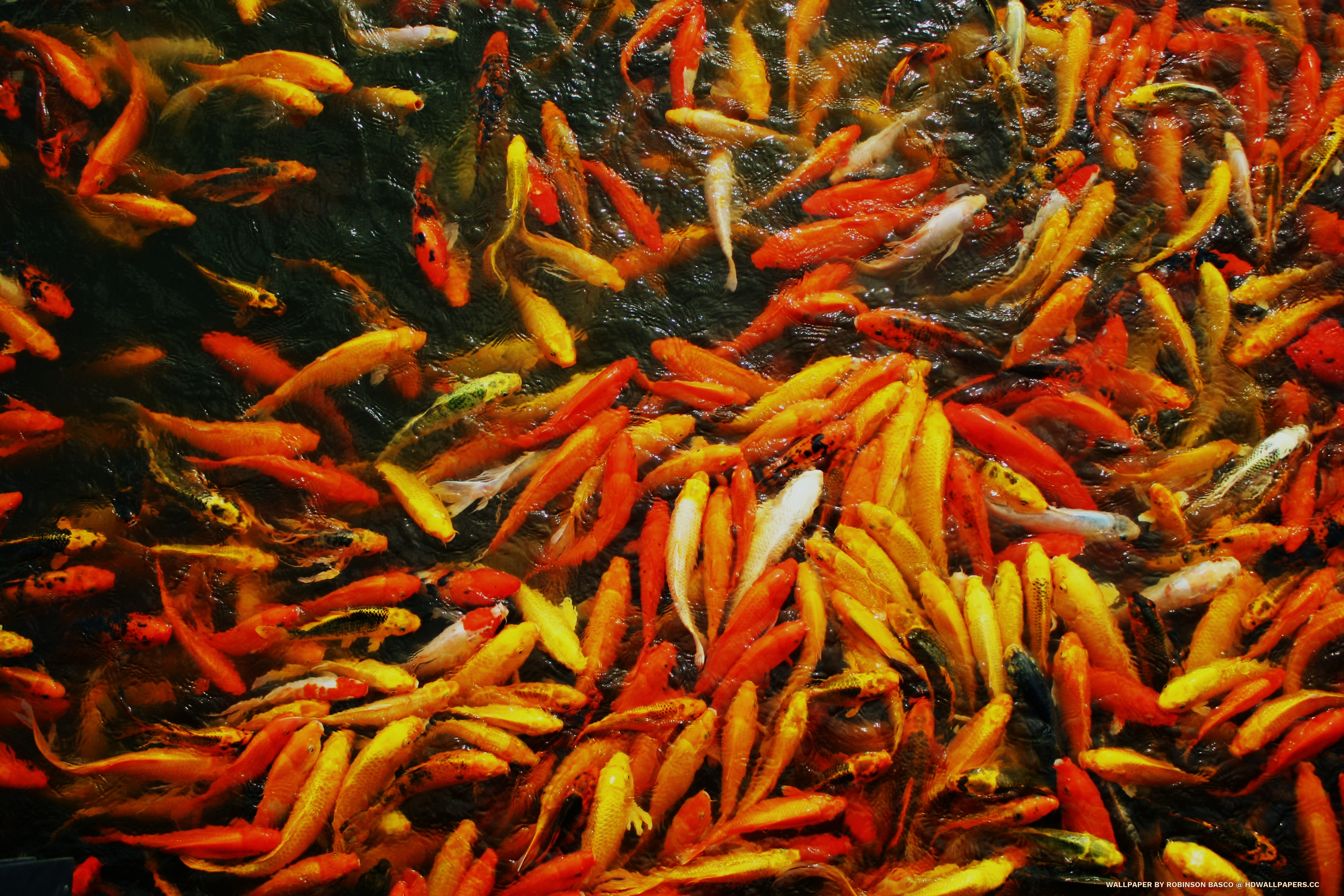 Feeder Fish - HD Wallpaper 