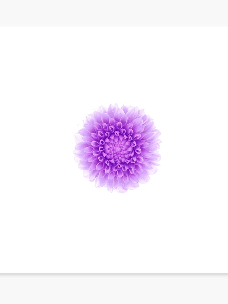 Dahlia - 750x1000 Wallpaper - teahub.io