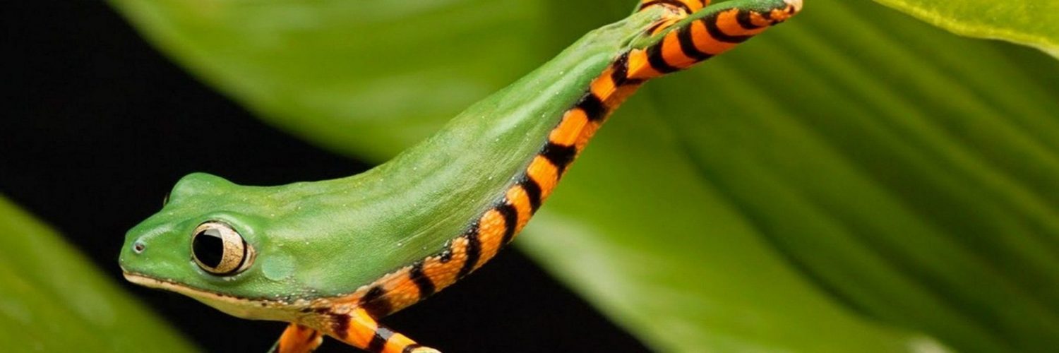 Glass Frogs Wallpapers 18 E1550780914174 - Animals - HD Wallpaper 