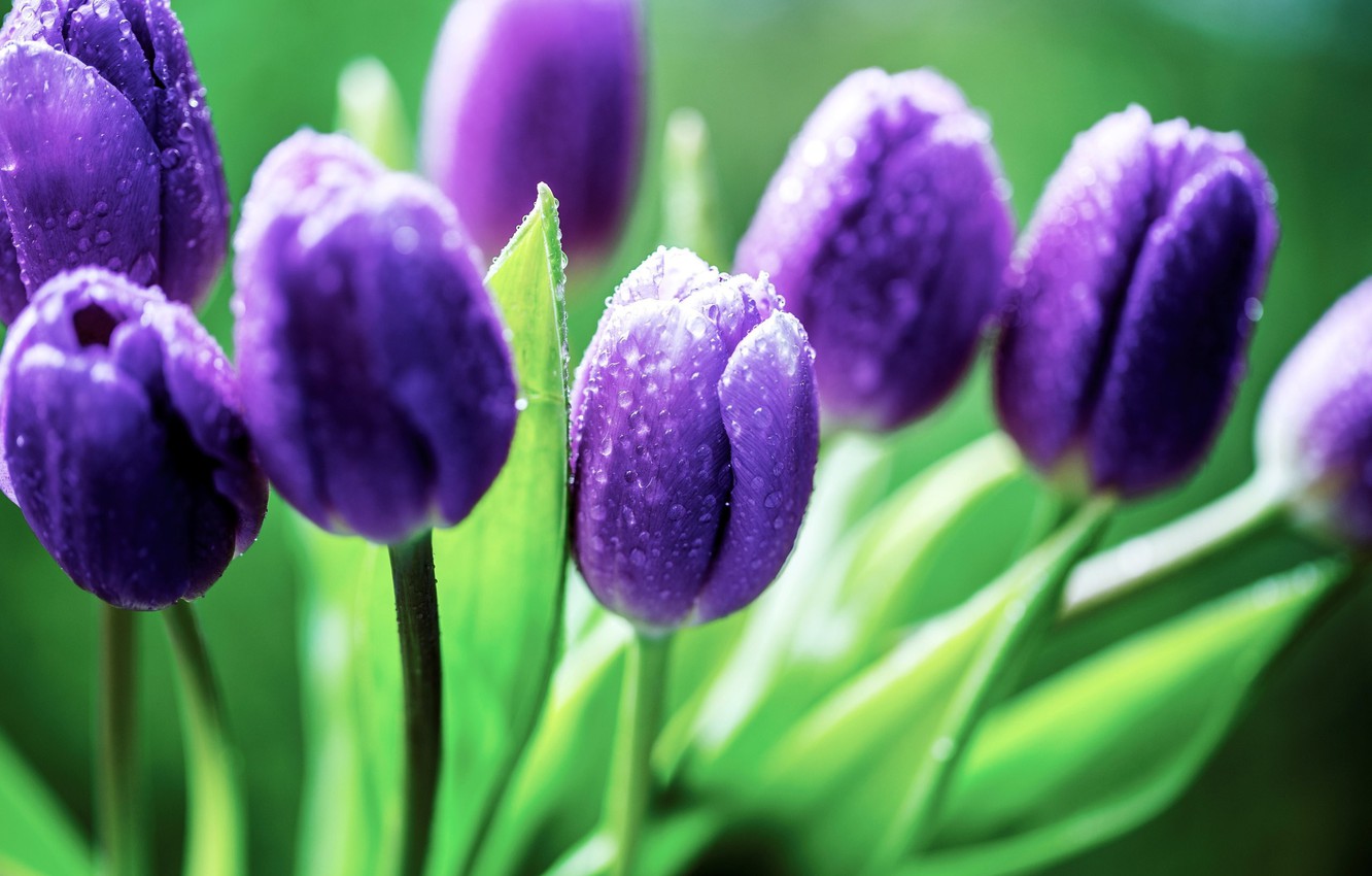 Photo Wallpaper Green, Colors, Nature, Flowers, Water - Tulip Flower Images Downloading - HD Wallpaper 