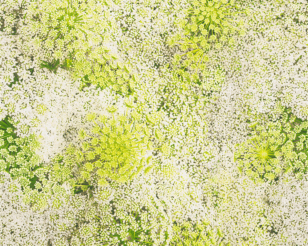 Lutèce Wallpaper Floral, Green, White - Wallpaper - HD Wallpaper 