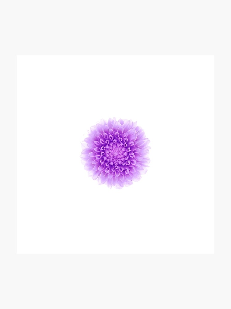 Dahlia - 750x1000 Wallpaper - teahub.io