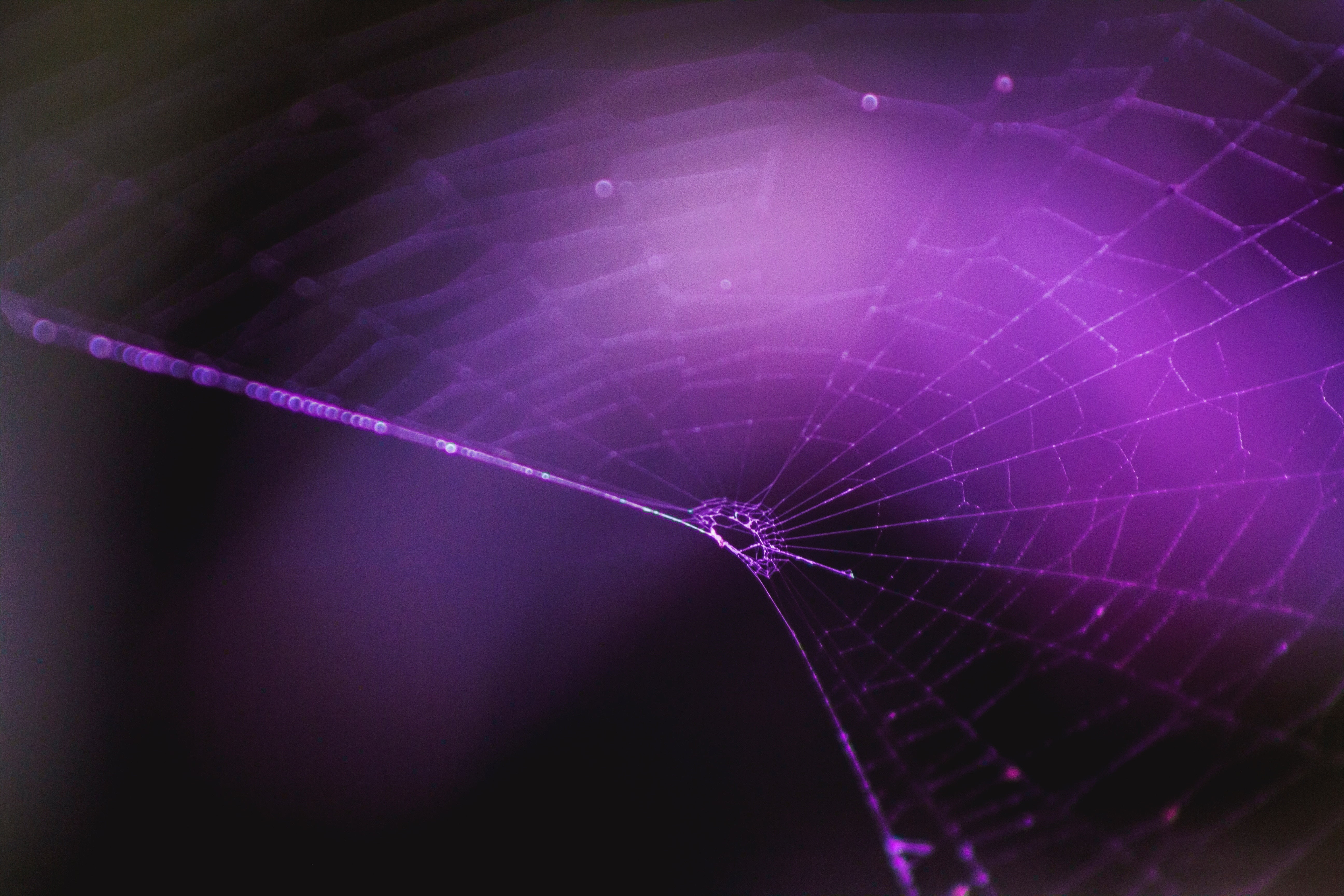 Purple Spiderweb - HD Wallpaper 