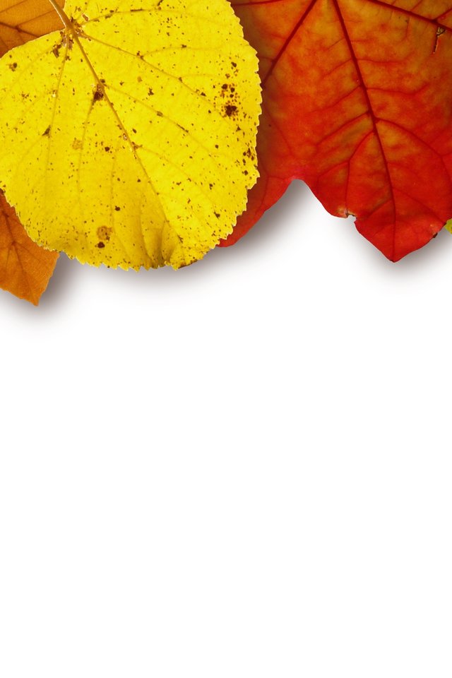Leaves, Colorful, Color, Yellow, Red, Brown - Yellow Red White Color - HD Wallpaper 