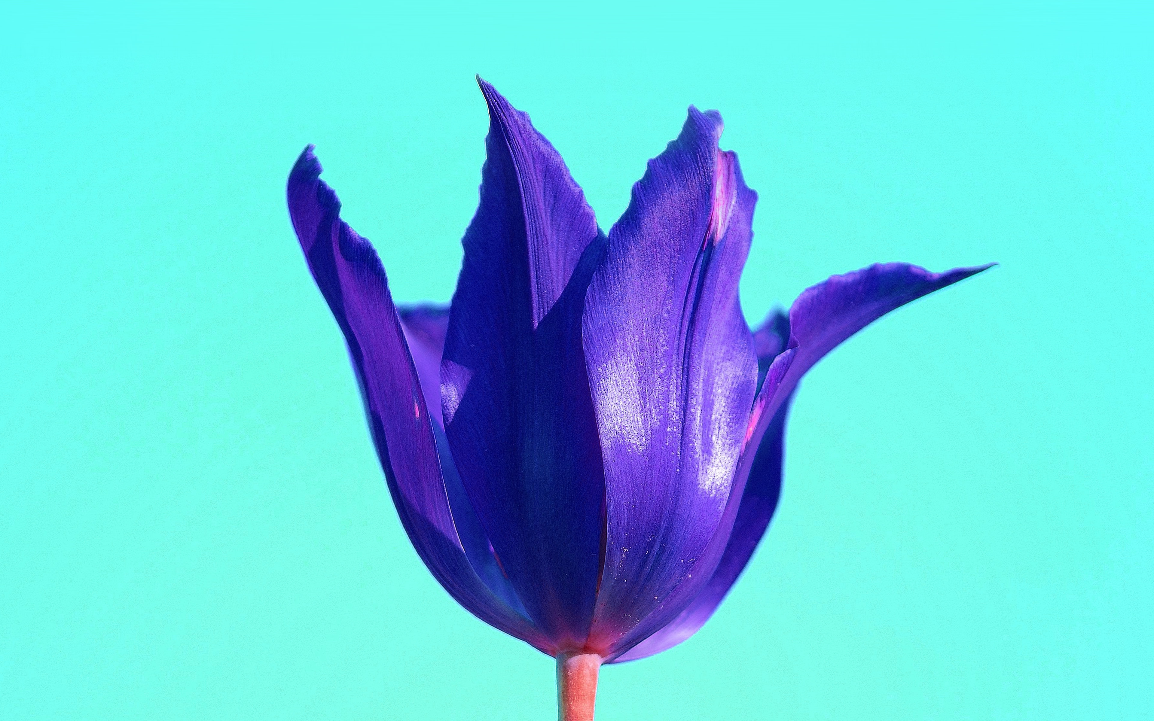 Purple - HD Wallpaper 