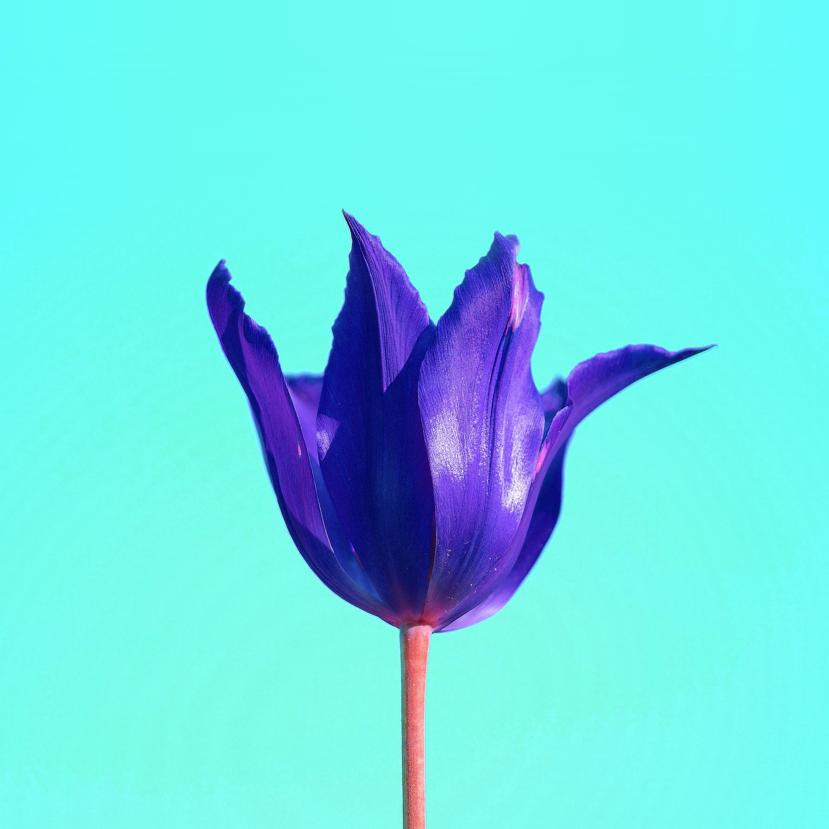 Purple - HD Wallpaper 