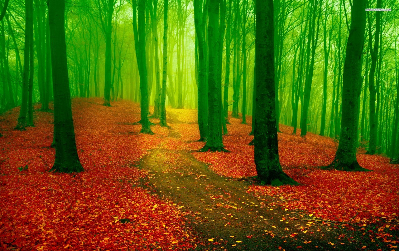 Red Leaf Carpet Green Forest Wallpapers - Green And Red Landscape - HD Wallpaper 