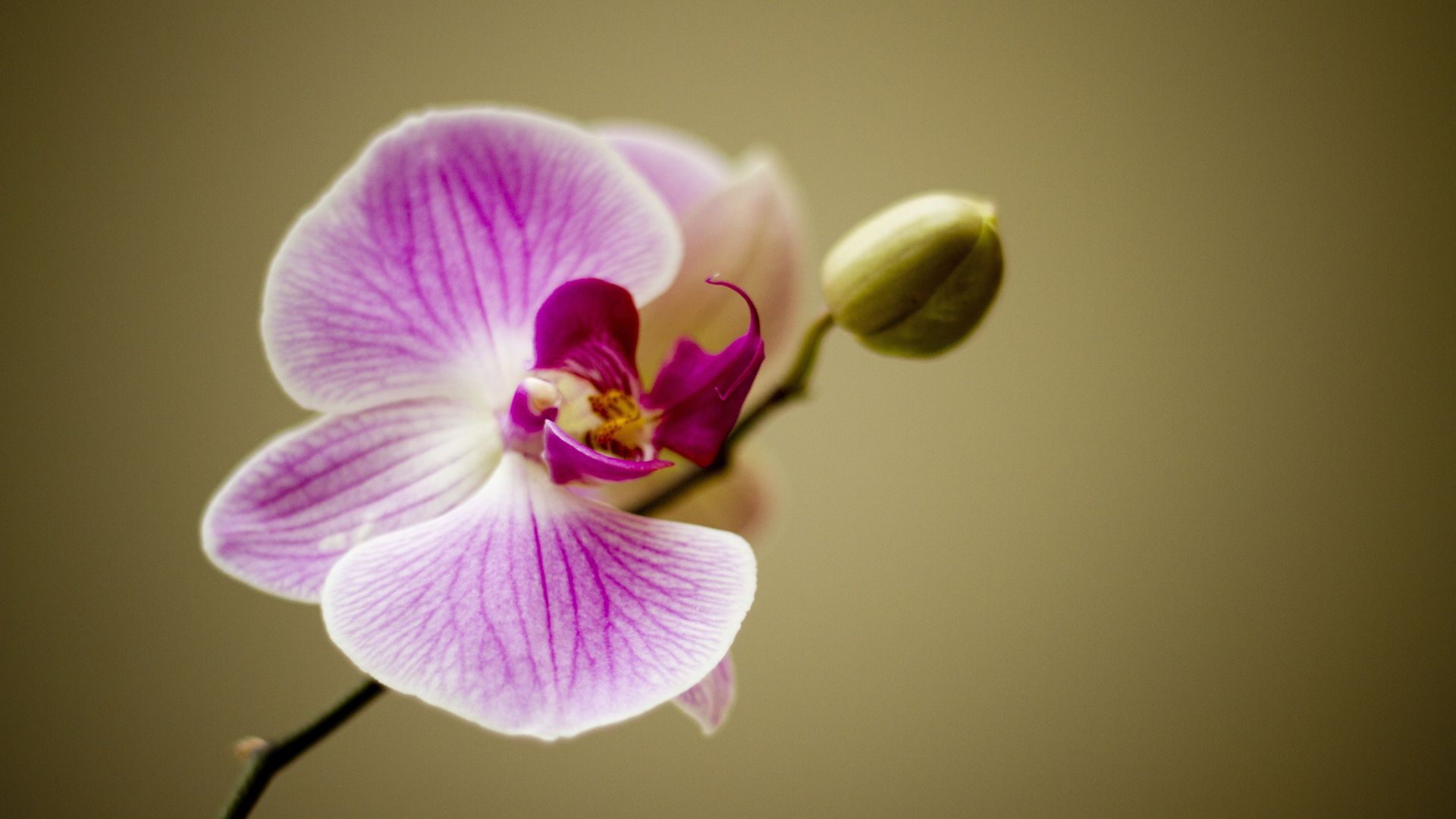 White And Purple Orchid Flower Hd - Orchid Hd - HD Wallpaper 