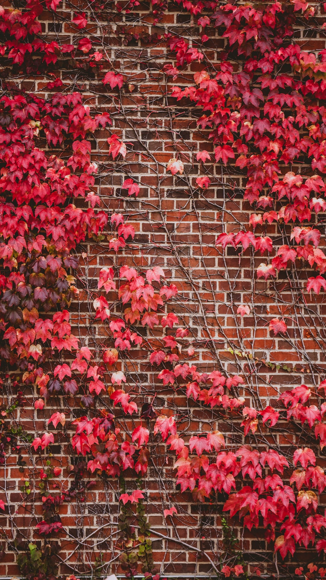 Leaves Wall Branches Bricks Wallpaper - Wall Full Of Leaves - HD Wallpaper 