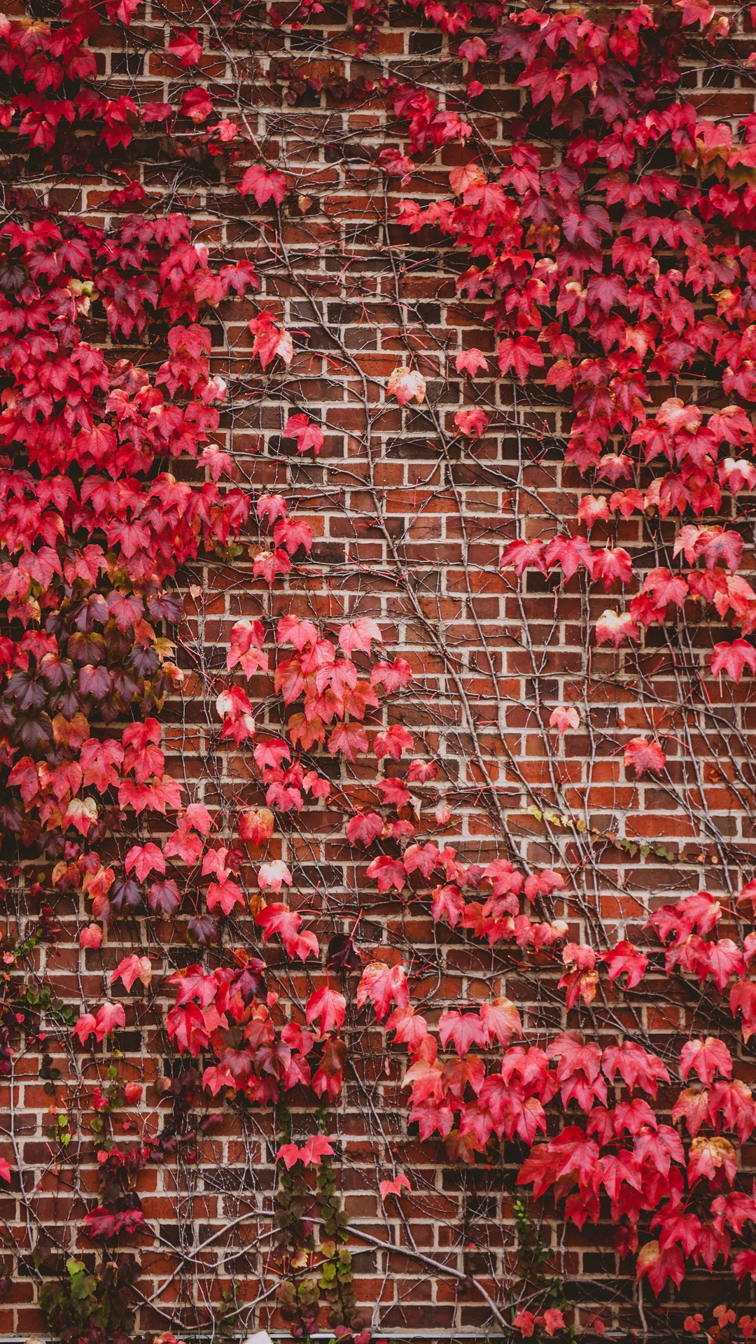 Leaves Wall Branches Bricks Wallpaper - Wall Full Of Leaves - HD Wallpaper 