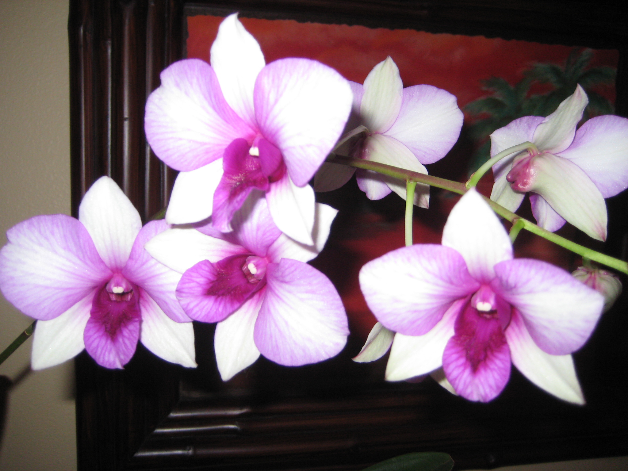Purple White Orchid - HD Wallpaper 