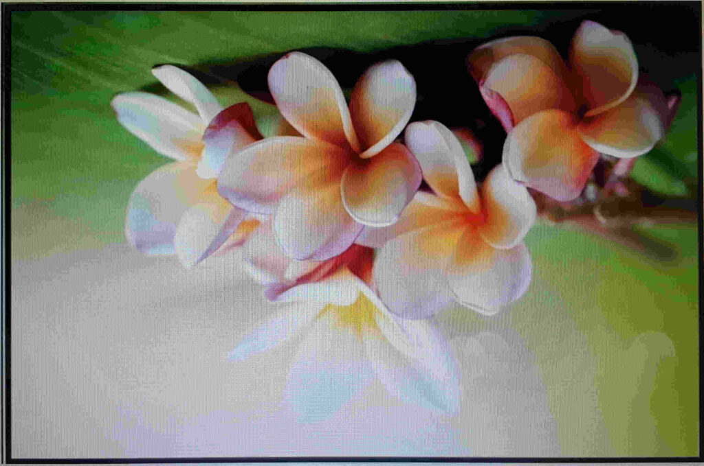 Hawaiian Flower Wallpaper With Yellow White Flowers - Frangipani - HD Wallpaper 