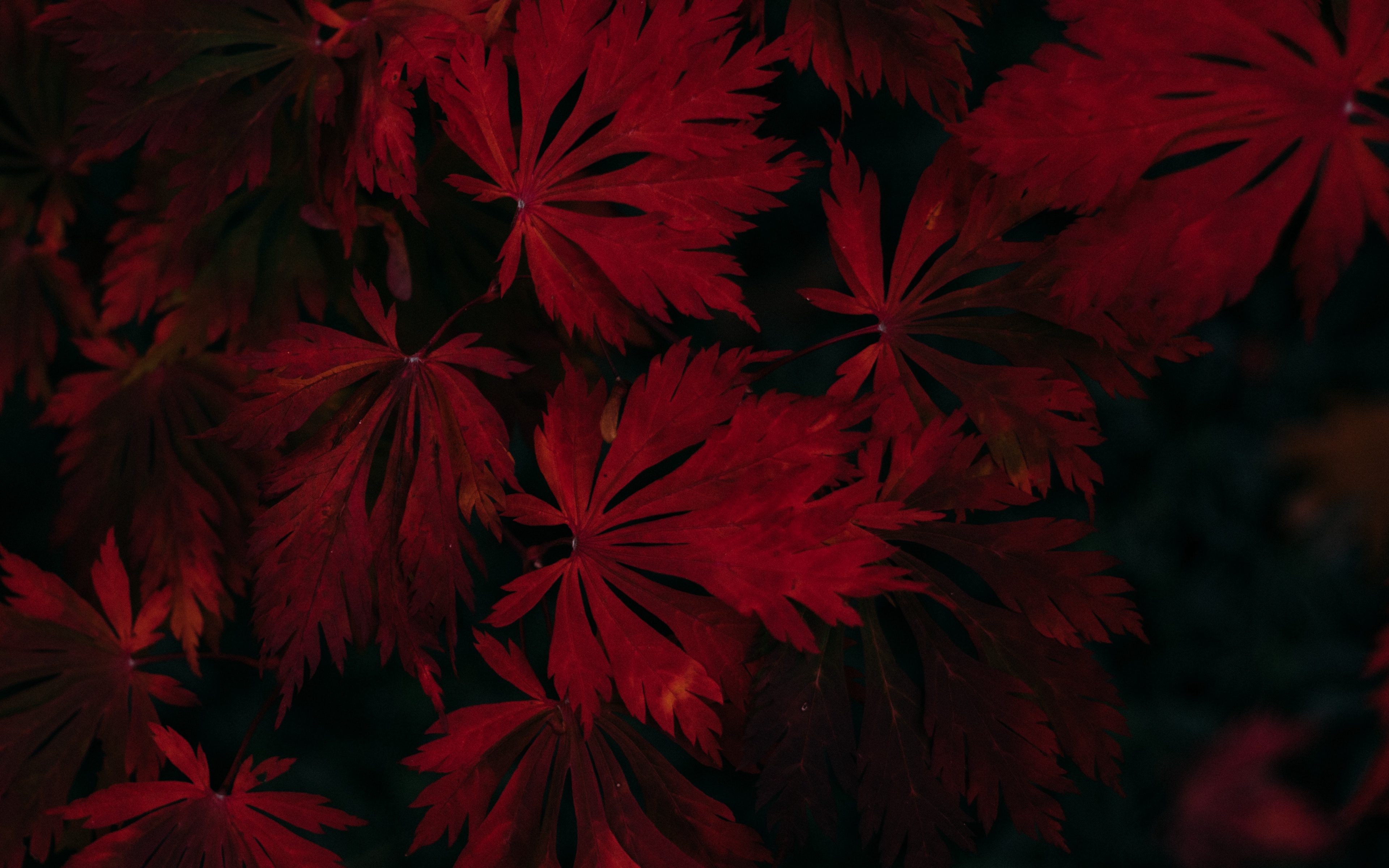 Wallpaper Leaves, Red, Black, Dark, Plant - Black And Red Wallpaper 4k - HD Wallpaper 