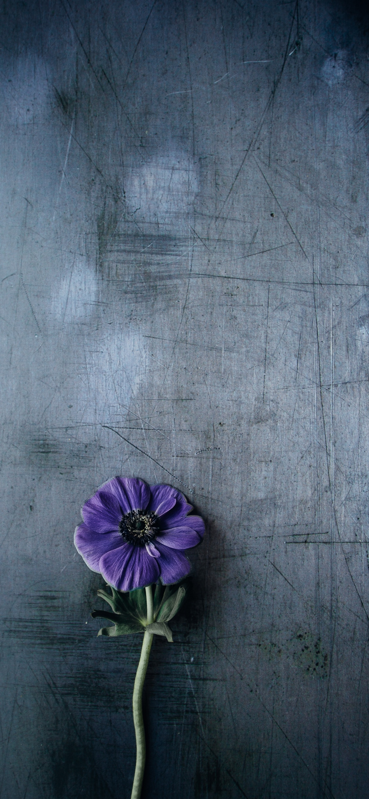 Daisy Flower In Violet - HD Wallpaper 