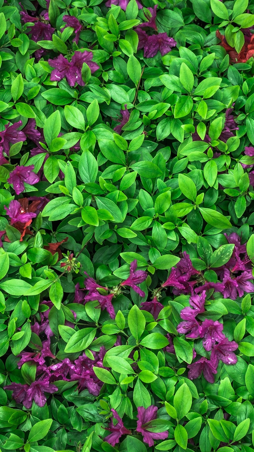 Iphone Wallpaper Azalea, Green Leaves, Purple Flowers - Green Wallpaper Iphone Leaves - HD Wallpaper 