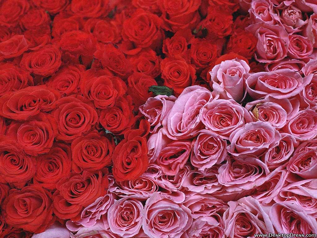 Red And Pink Roses - Red And Pink Rose - HD Wallpaper 