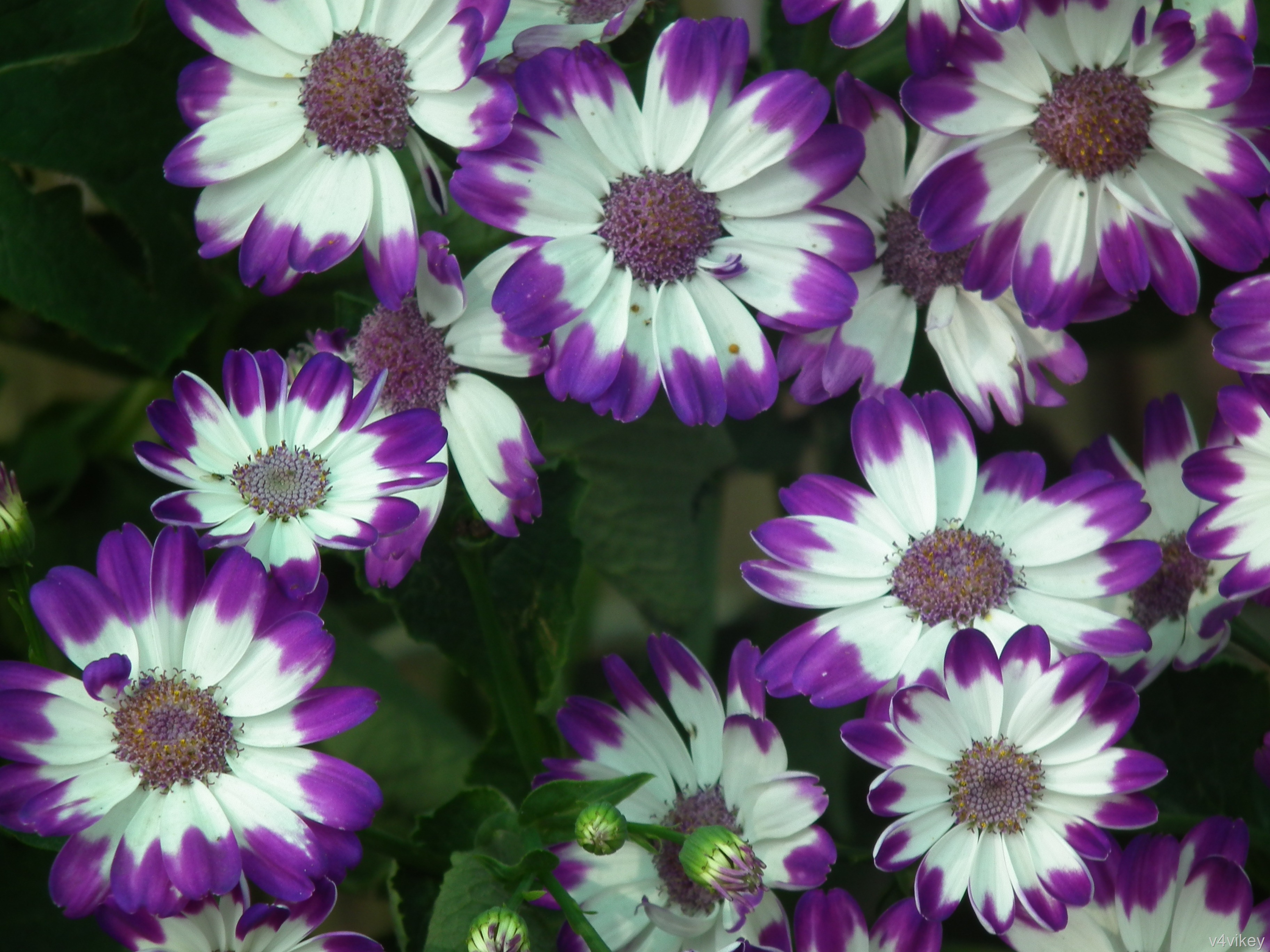 Purple White Cosmos Flower - HD Wallpaper 