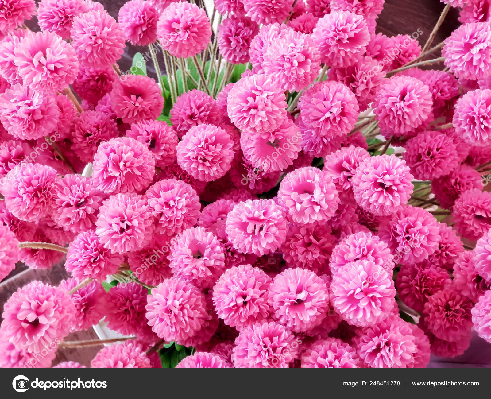 Common Zinnia - HD Wallpaper 