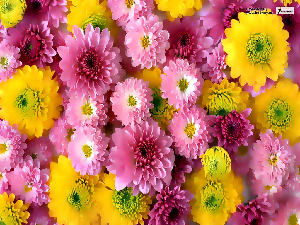 Pink Yellow Flowers - HD Wallpaper 