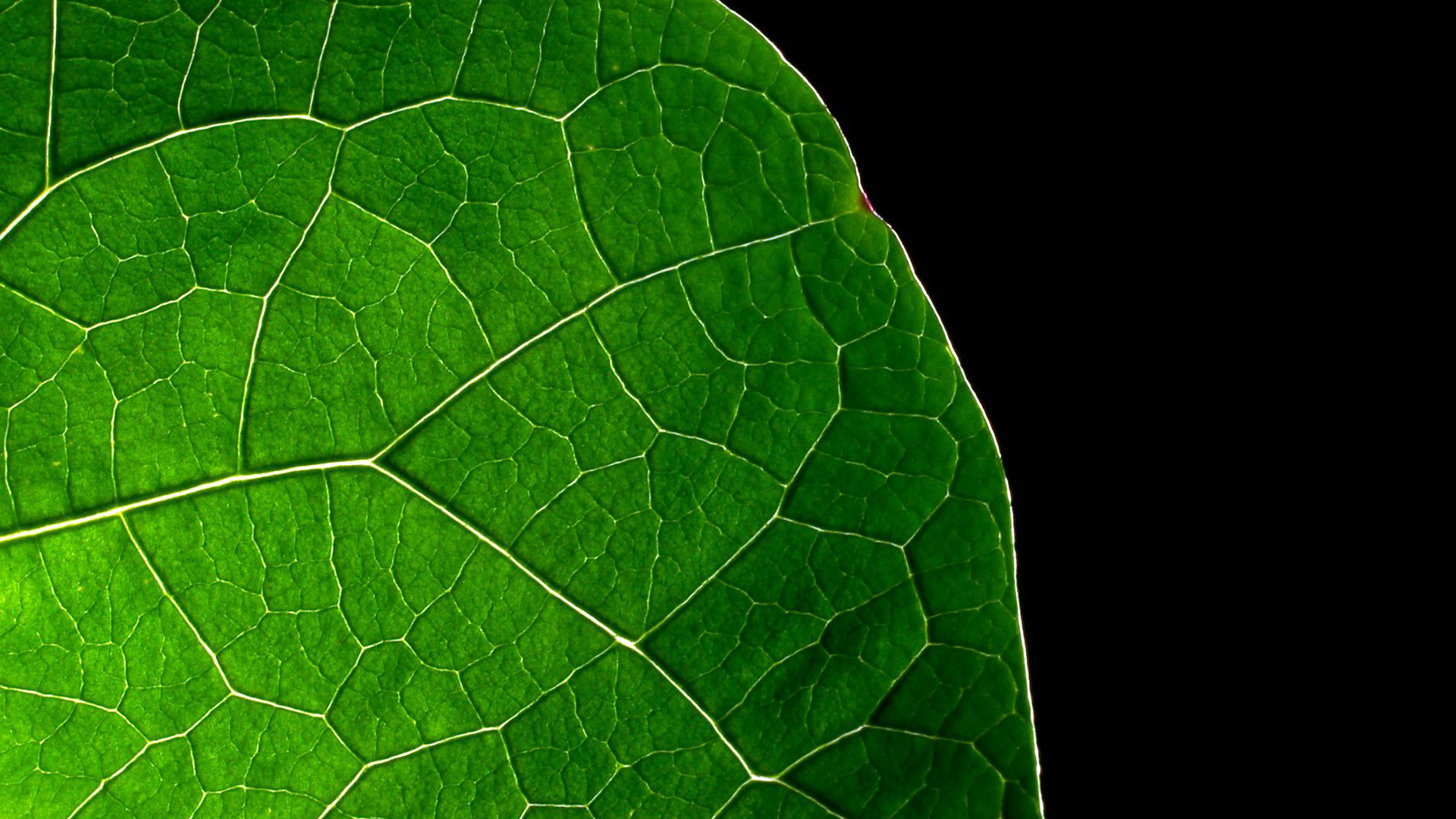 Dark Green Leaf Wallpaper Hd - HD Wallpaper 