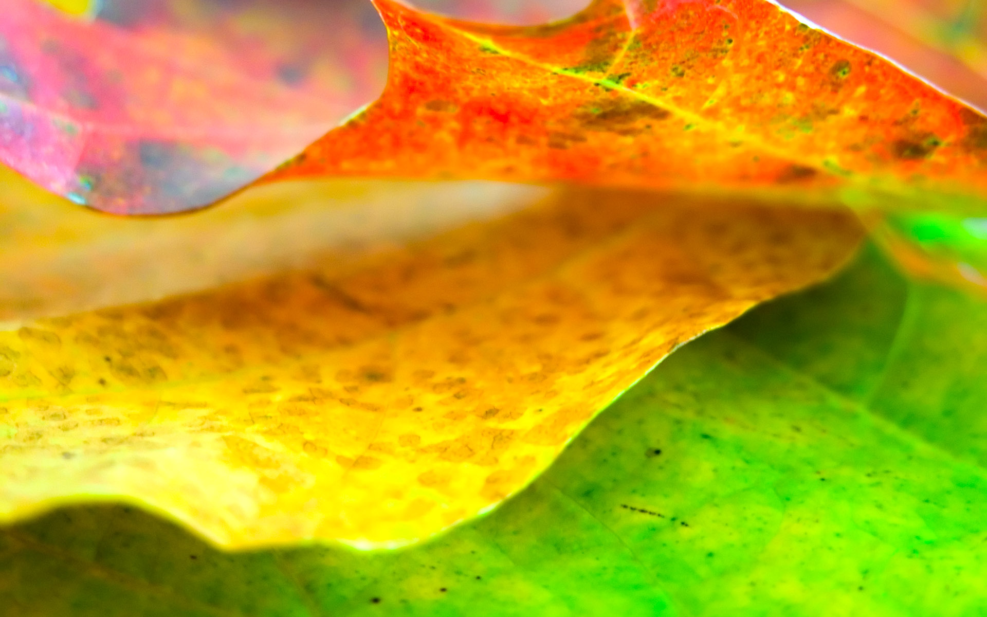 Red Yellow Green Background Wallpaper - Yellow With Green Background Hd - 1920x1200 Wallpaper Red Yellow Green Background Wallpaper - Yellow With Green Background Hd - 1920x1200 Wallpaper