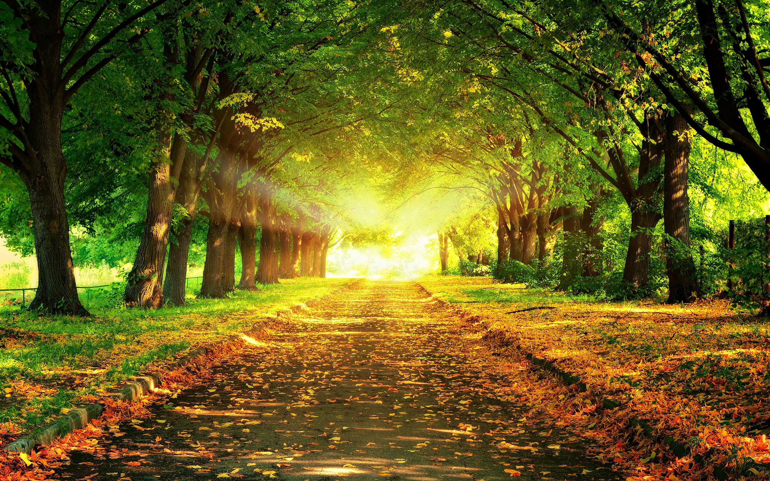 Light At The End Of The Path - HD Wallpaper 