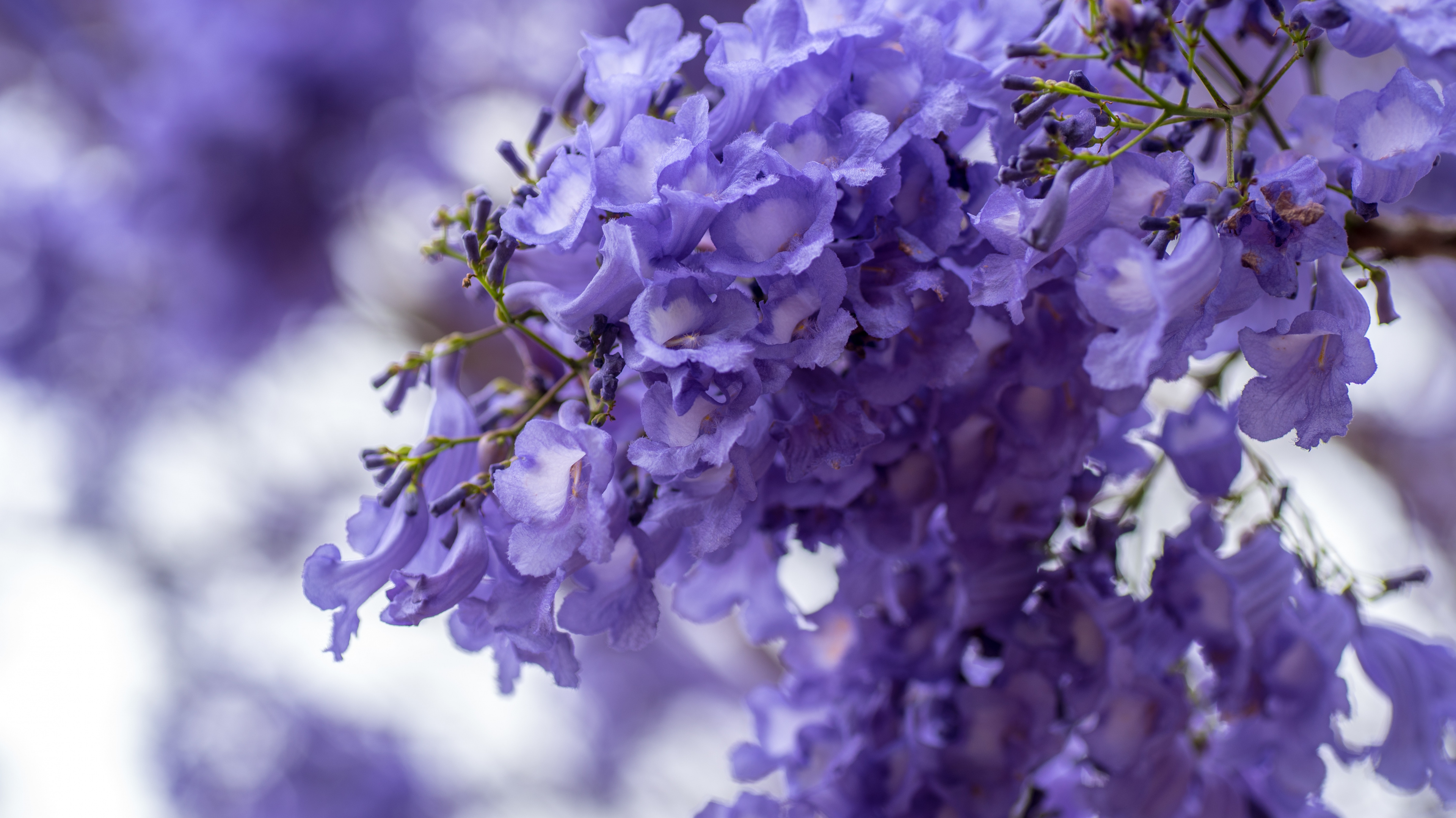 Blossom, Purple White Flowers, Spring, Wallpaper - Trees In South Africa With Purple Flowers - HD Wallpaper 