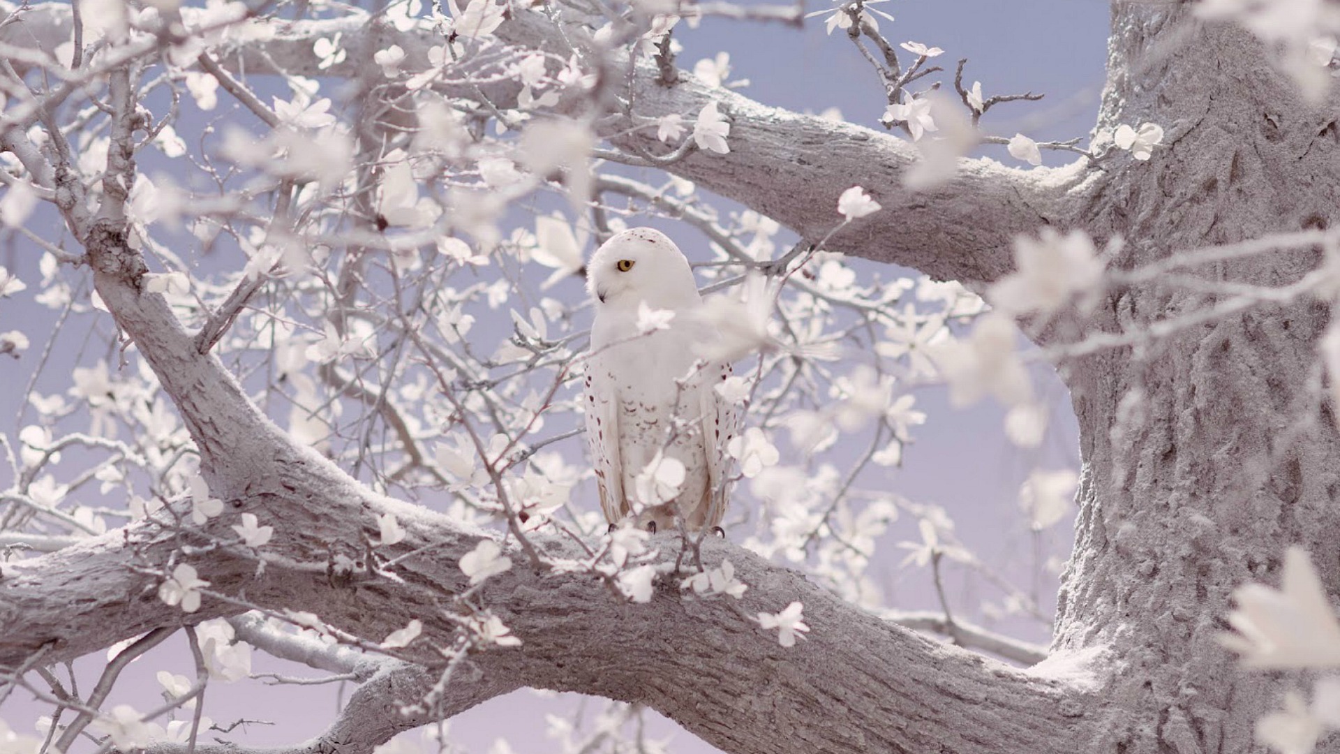 Snowy Owl Desktop Backgrounds - HD Wallpaper 