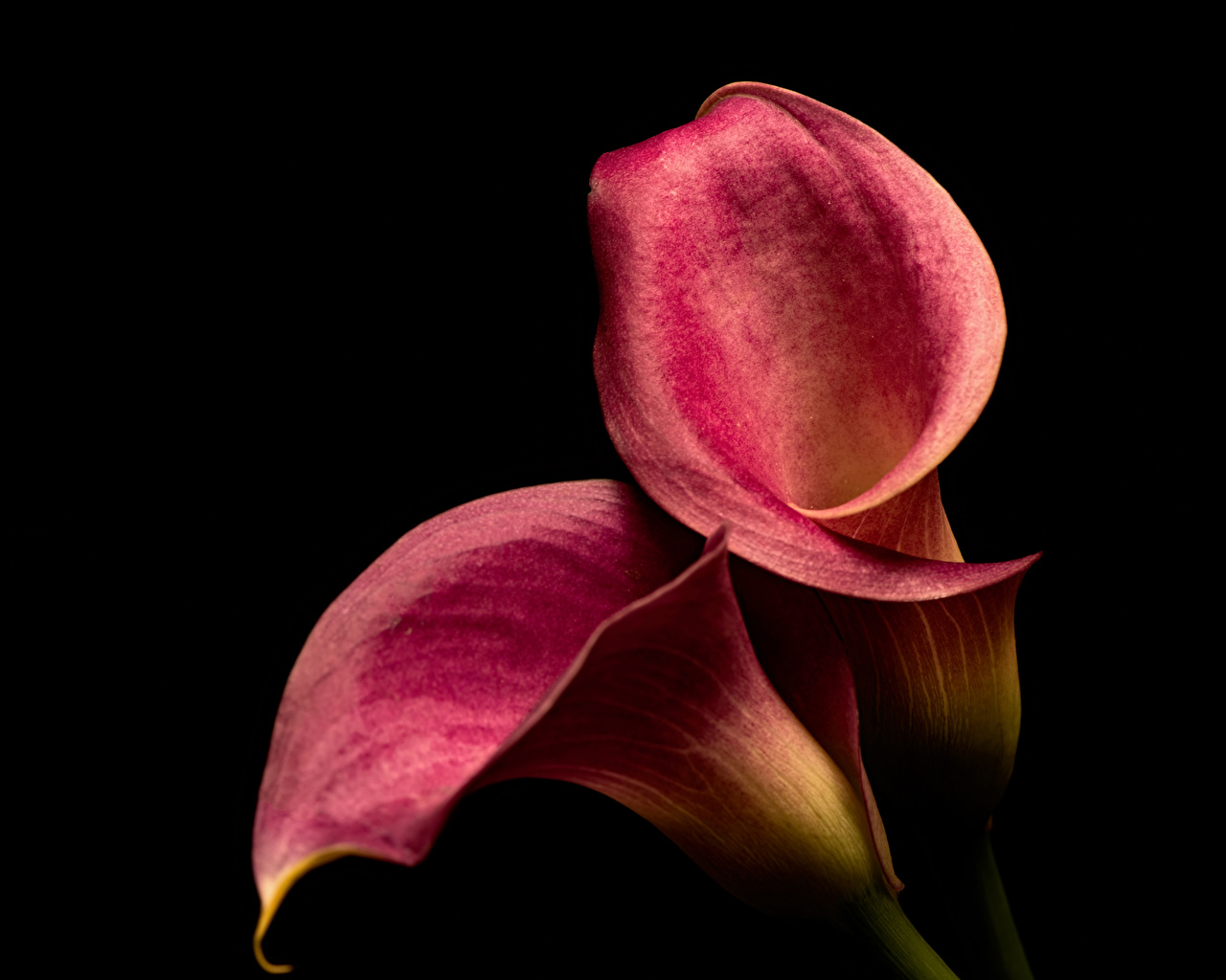 Close-up - HD Wallpaper 