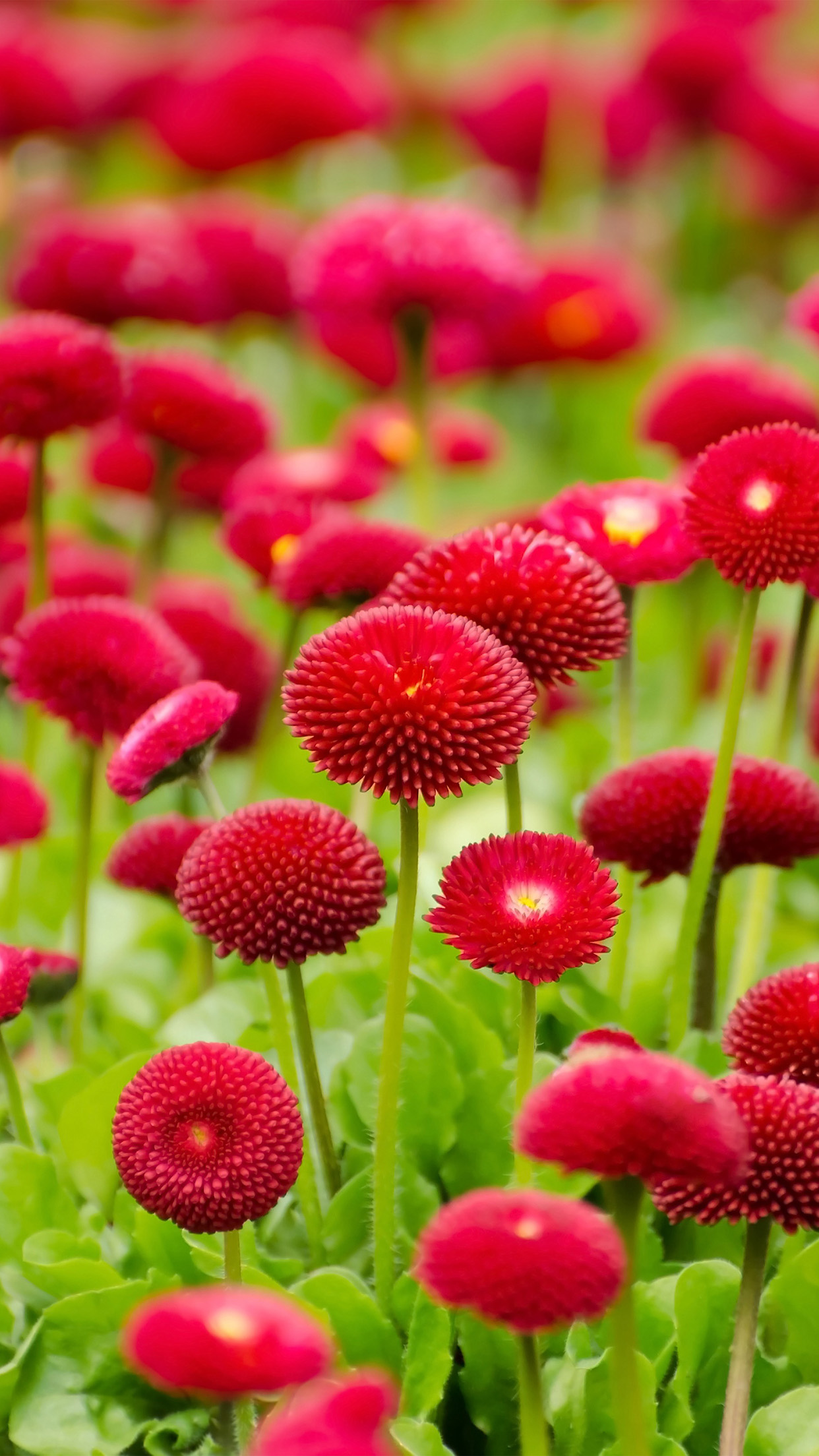 Flower Red Green Spring Bokeh Nature Android Wallpaper - Iphone Wallpaper Hd Flowers - HD Wallpaper 