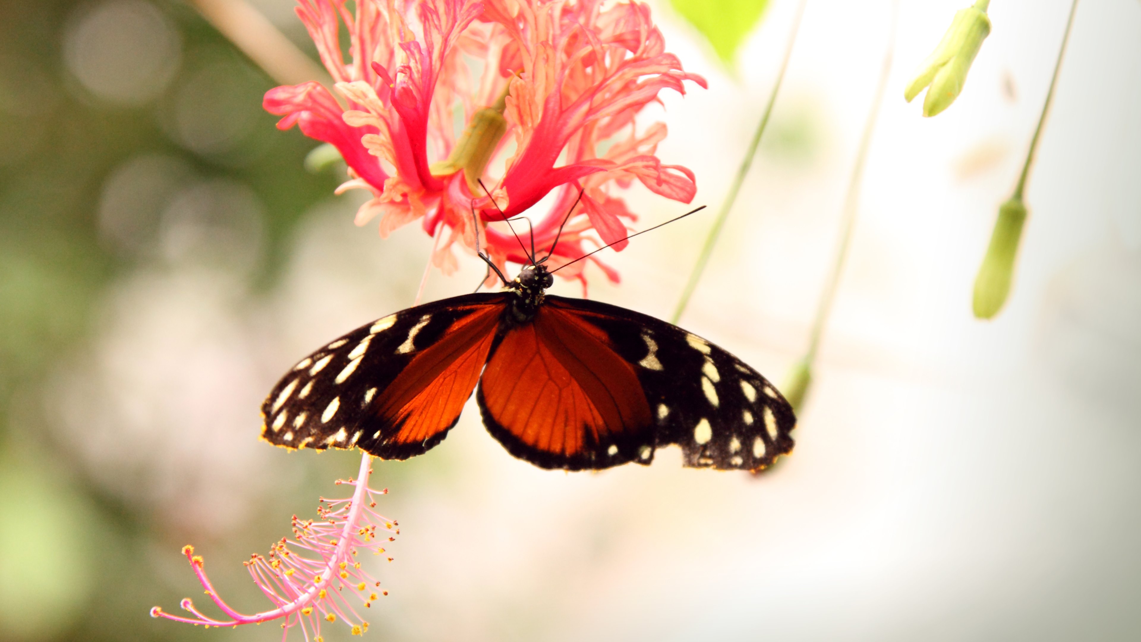 Butterfly 4k Wallpaper Download - HD Wallpaper 