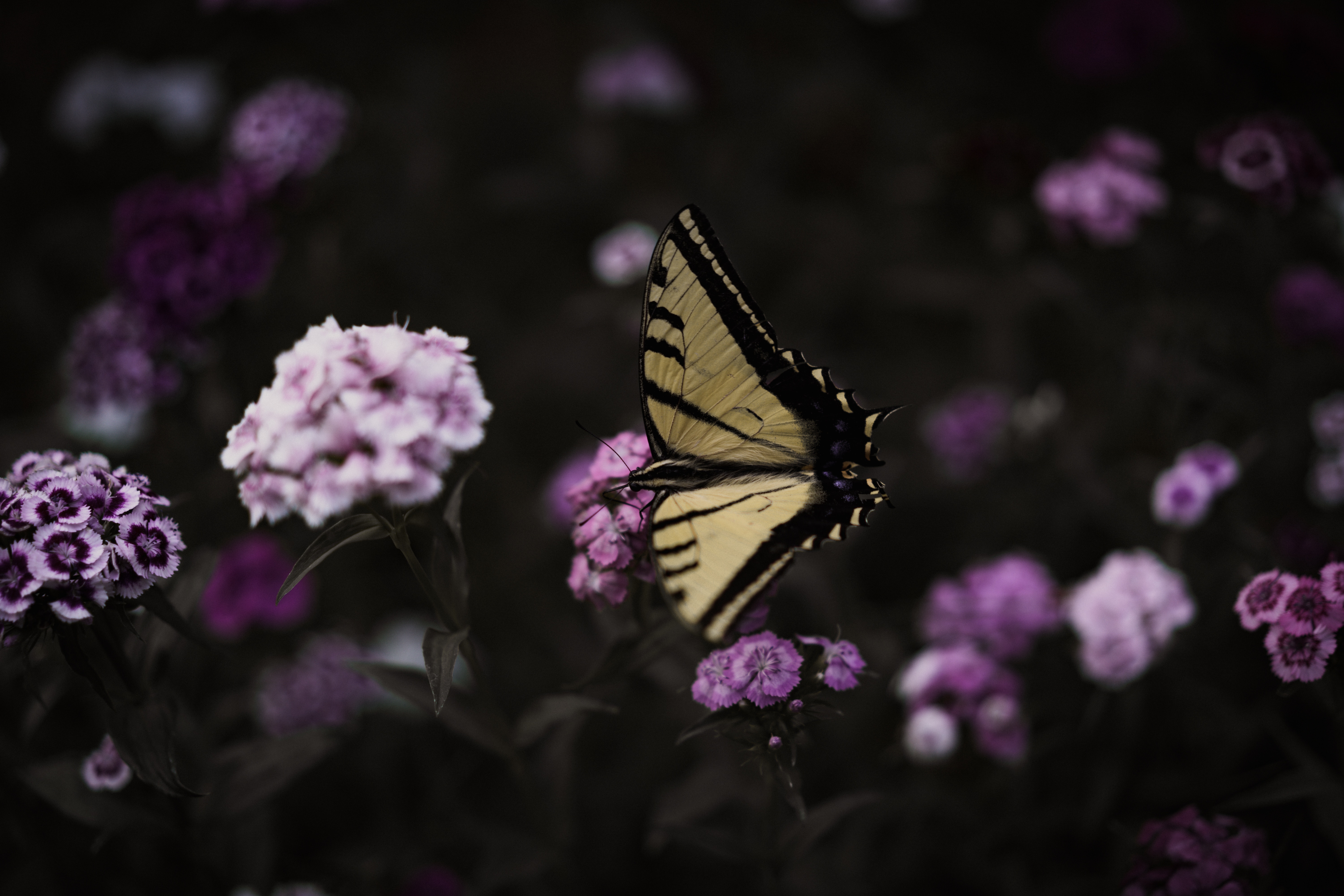 Papilio Machaon - HD Wallpaper 
