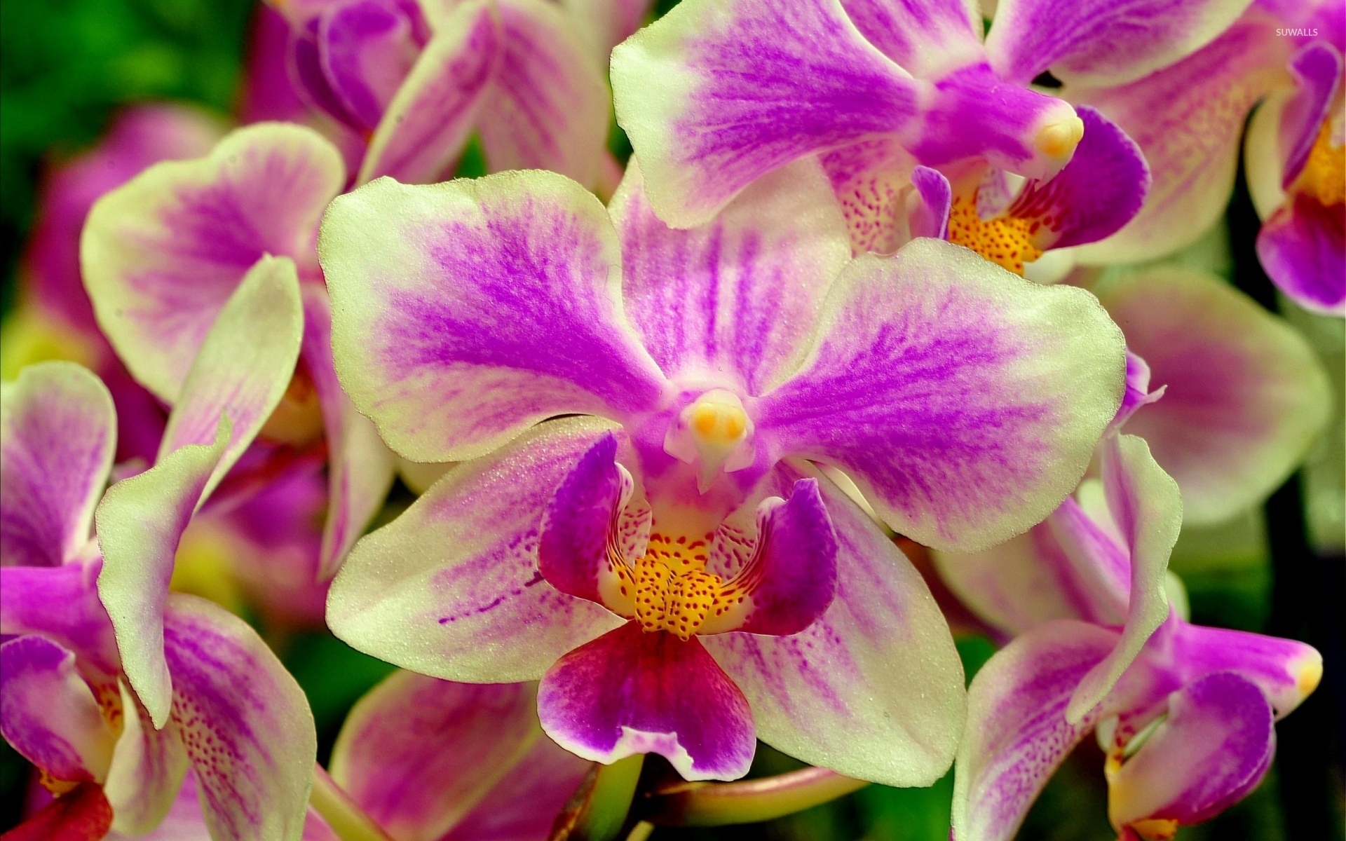 Pink Purple Yellow Orchid - HD Wallpaper 