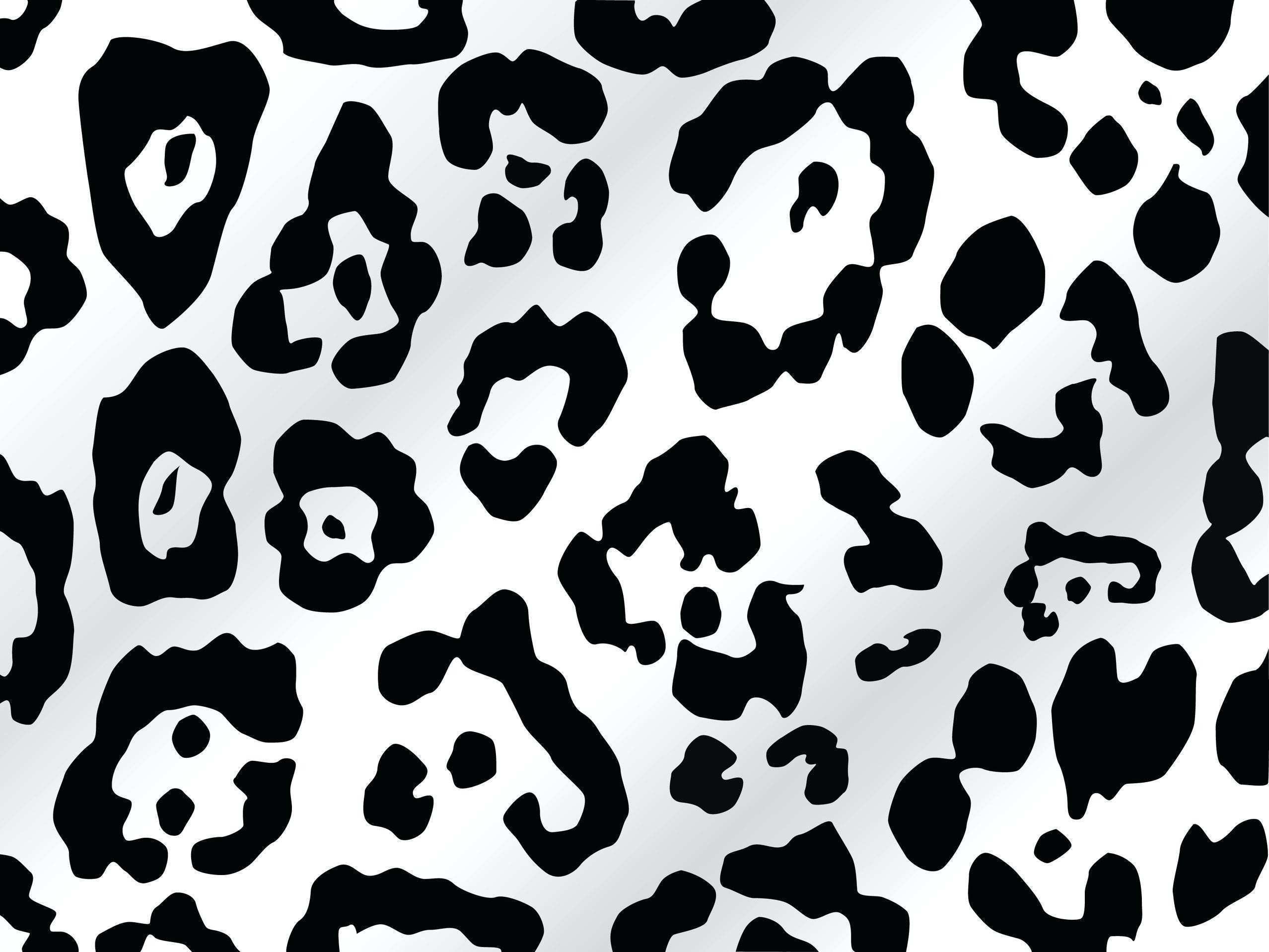 Zebra Print Wall Border Unique Tiger Print Wallpaper - Jaguar Spots Black And White - HD Wallpaper 