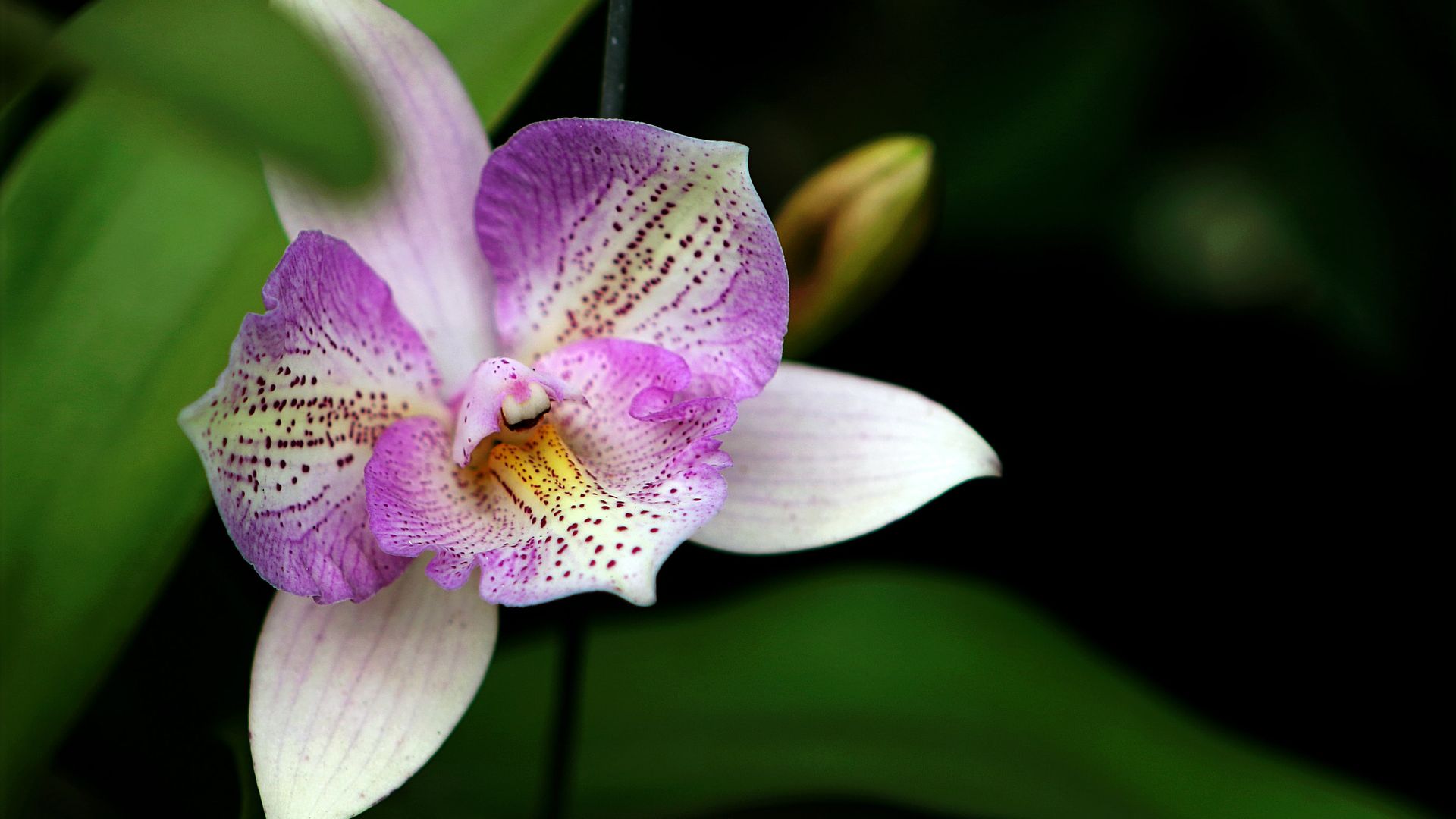 White And Purple Orchid Flower Wallpaper - Purple White Pink Orchid Flowers - HD Wallpaper 