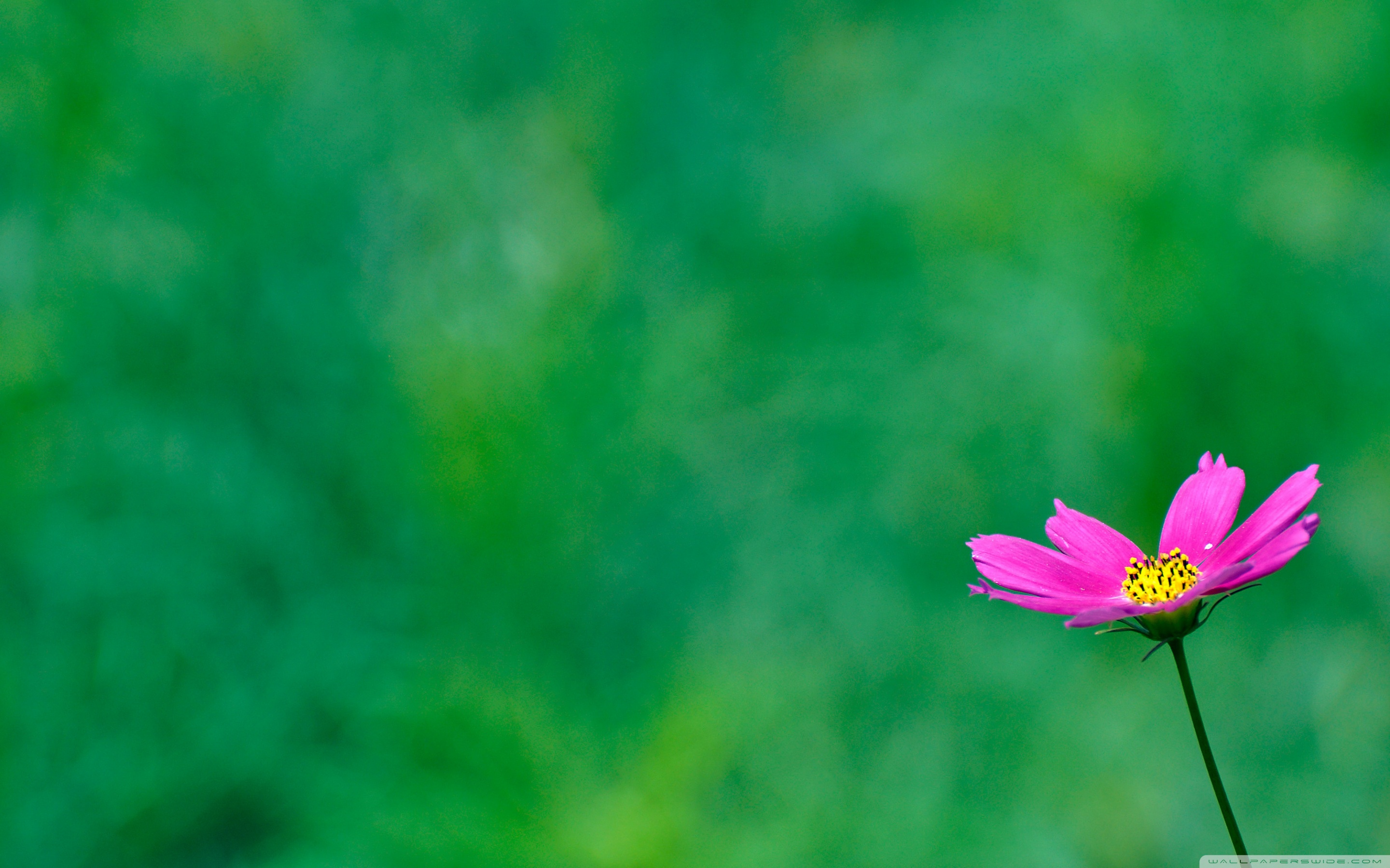 Flower In Green Background - 2880x1800 Wallpaper - teahub.io