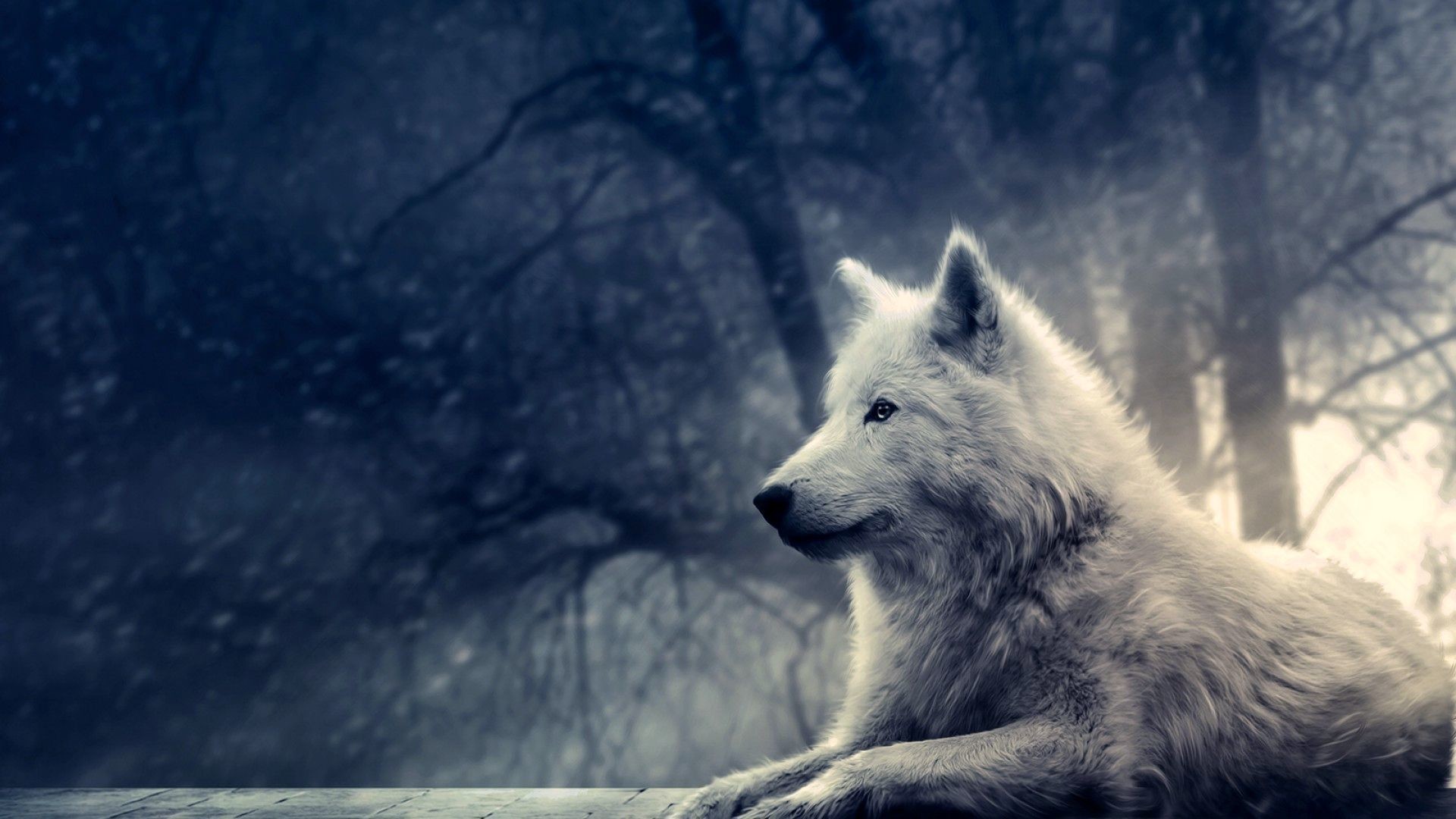 Lobo Wallpapers Desktop - Lone Wolf Wallpaper Hd - HD Wallpaper 