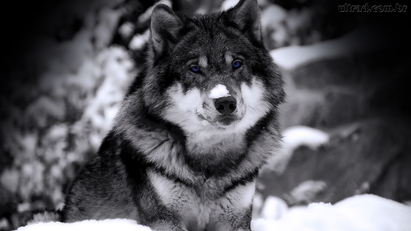 Interesting Lobo High Resolution Images Collection - Wolf Wallpaper For Desktop - HD Wallpaper 
