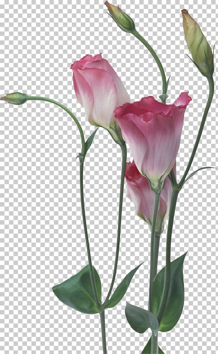 High Resolution Flowers Png - HD Wallpaper 