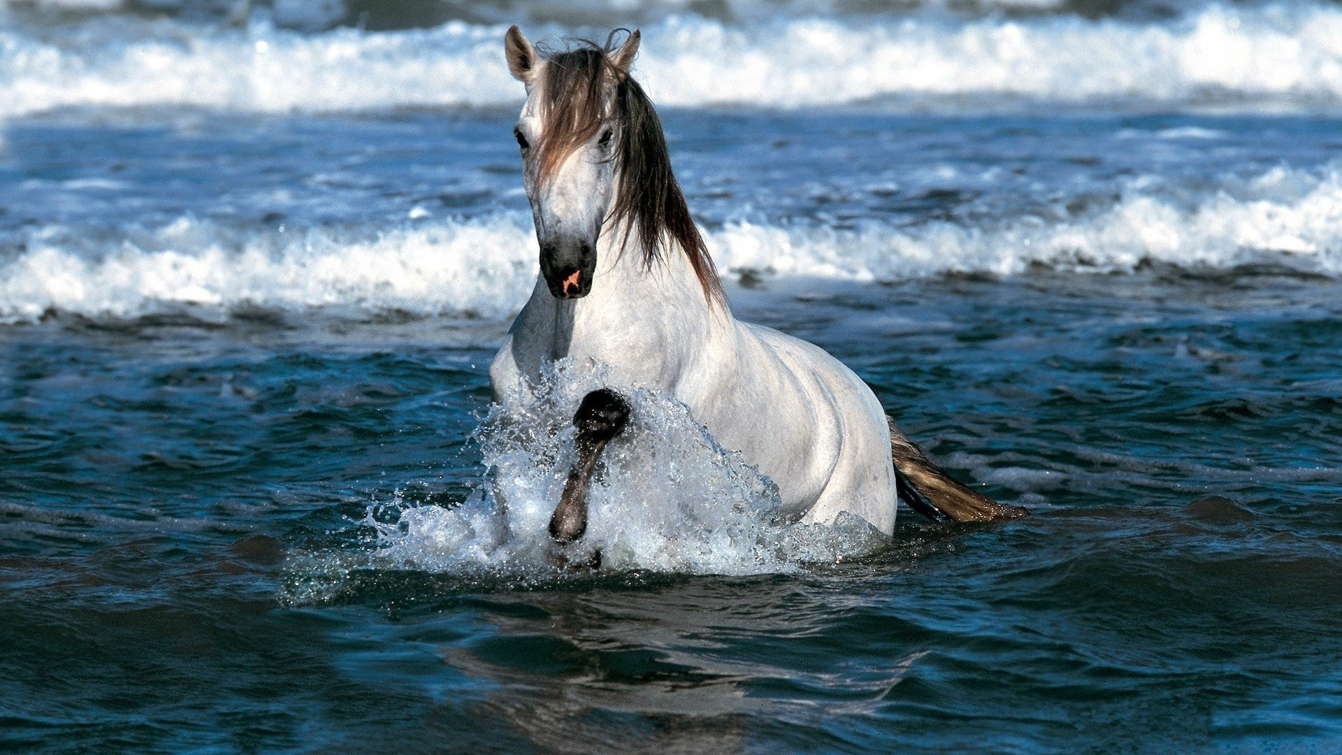 Horse Hd Wallpaper 1080p 
 Data-src /w/full/b/e/4/138569 - Wild Horse In Water - HD Wallpaper 