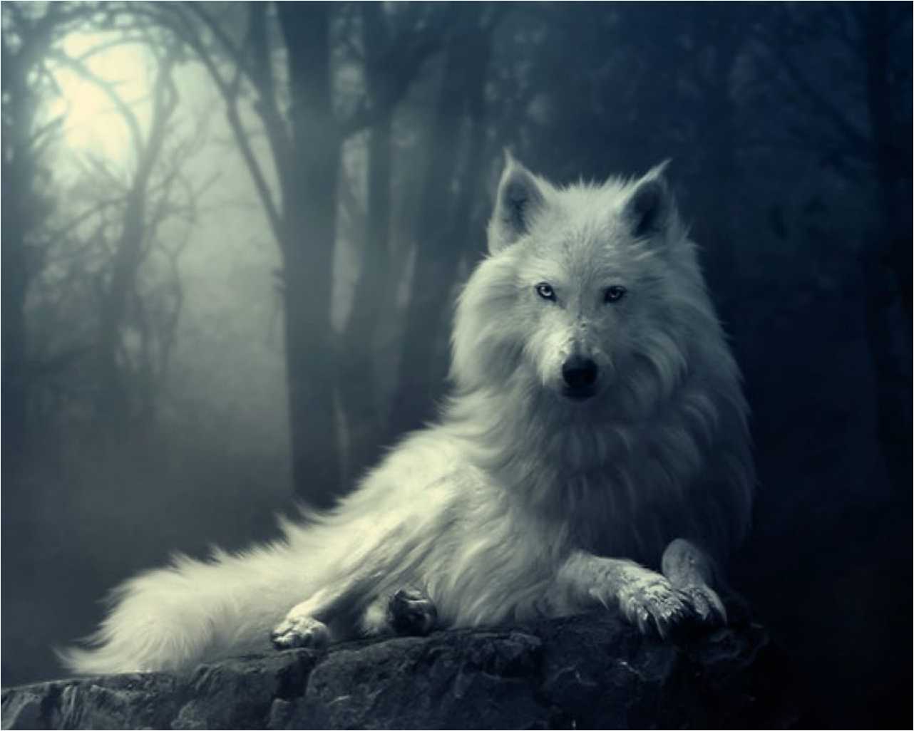 100% Quality Hd Wallpapers, Pictures - Love Best Wolf Quotes - HD Wallpaper 