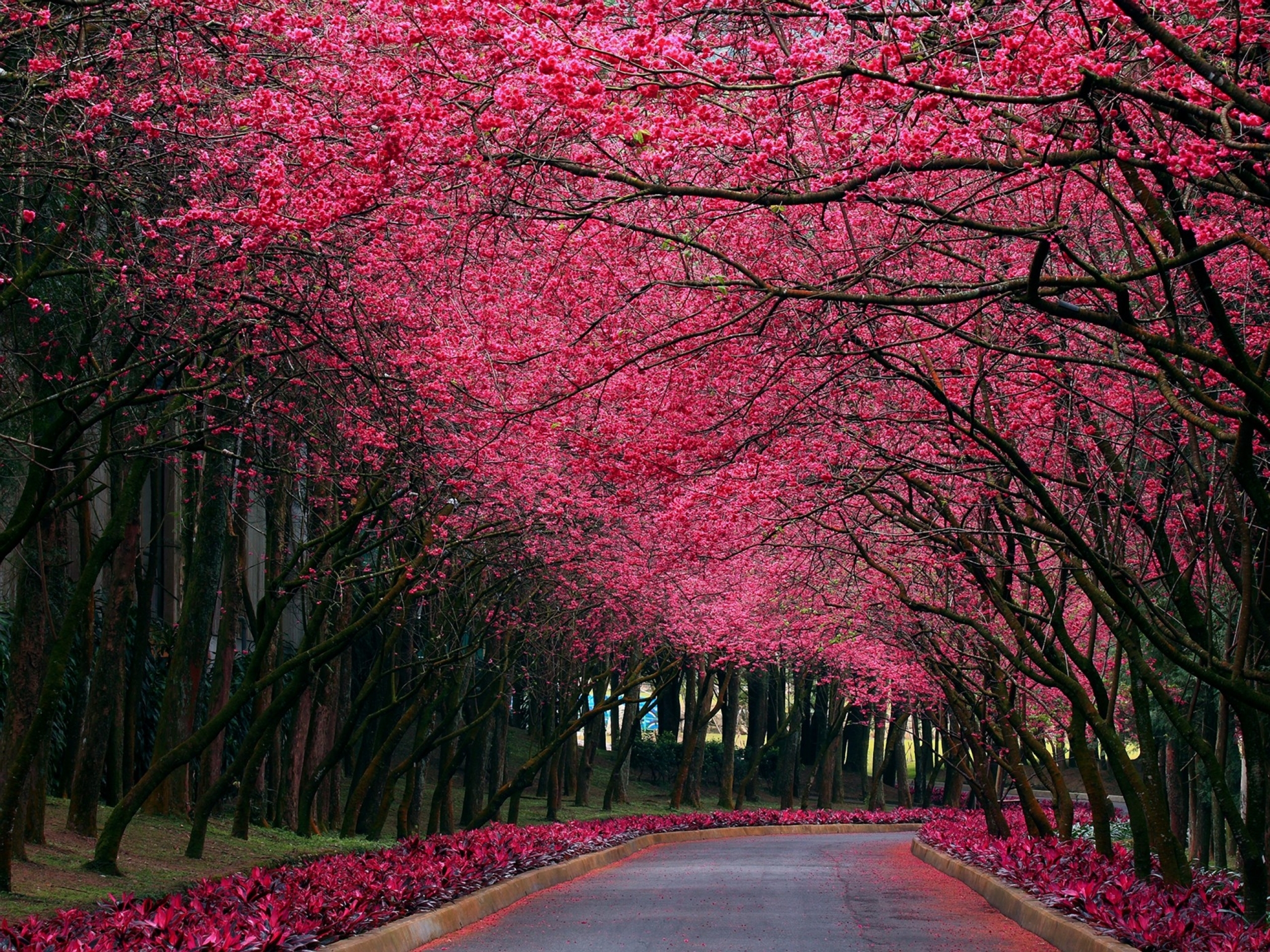 Cherry Blossoms In South Africa - HD Wallpaper 